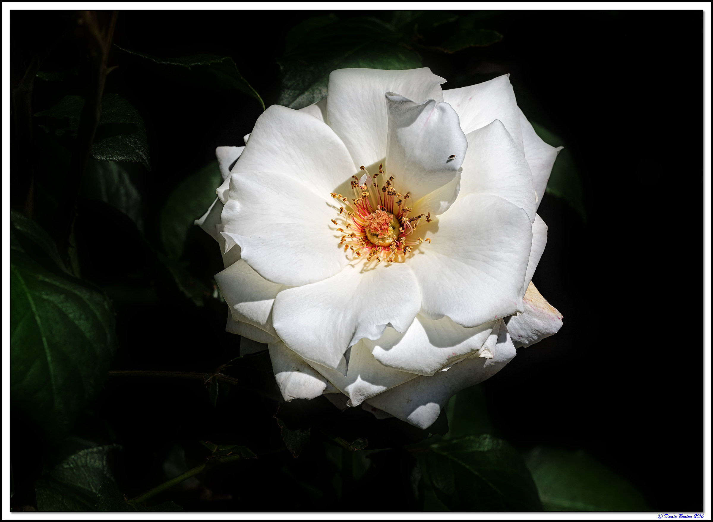 The white rose...