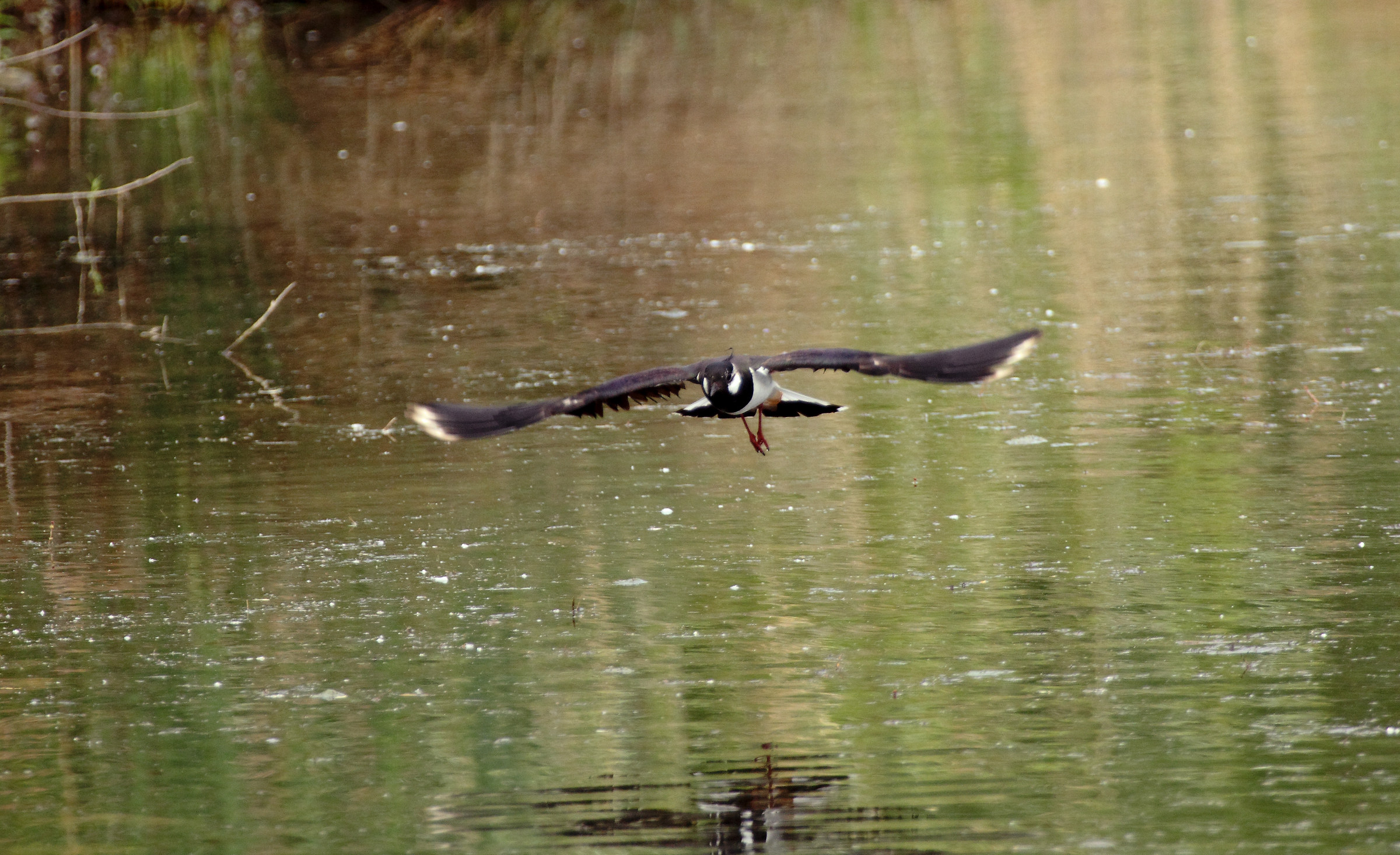 Lapwing, Vanellus vanellus...