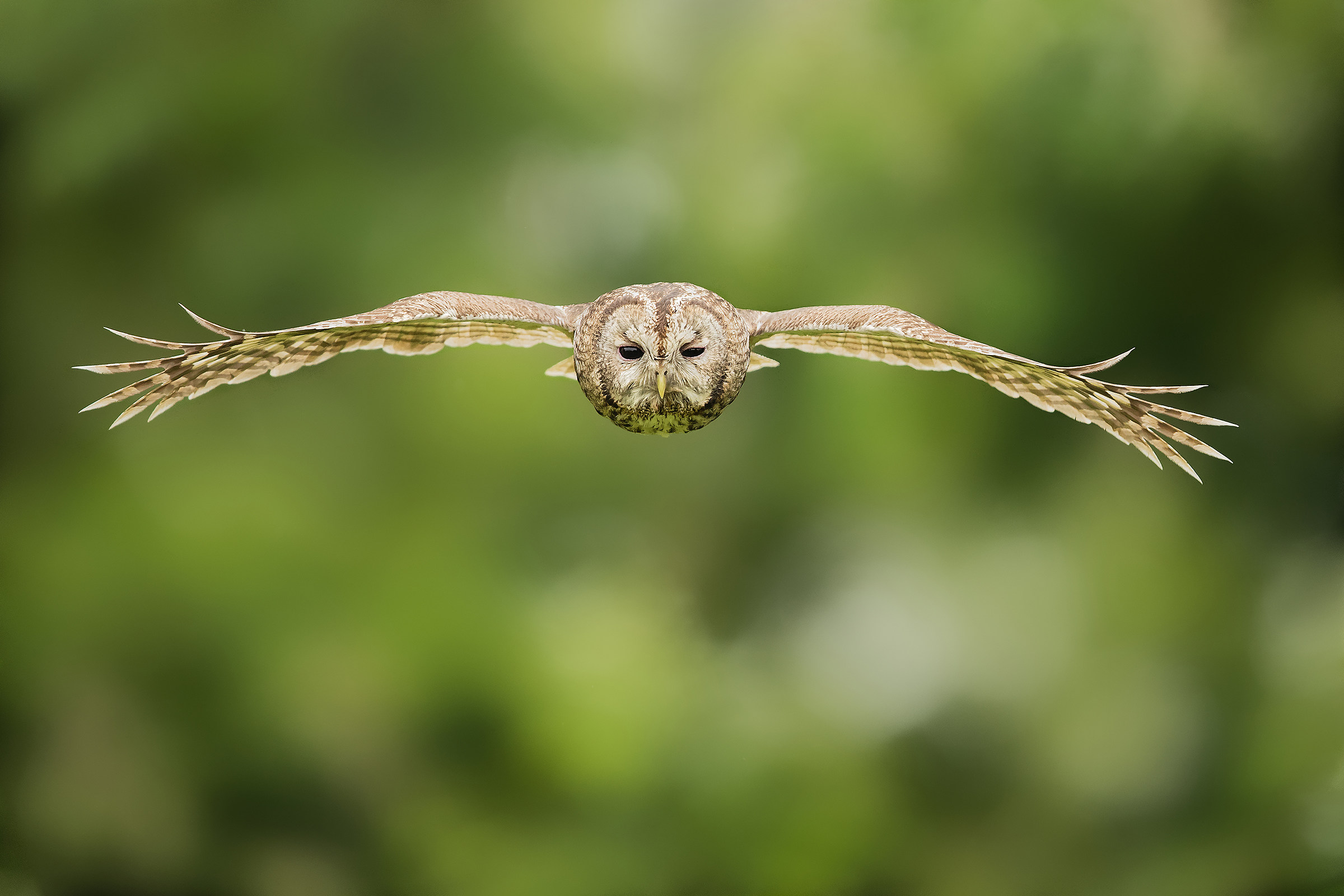 Tawny owl in flight...