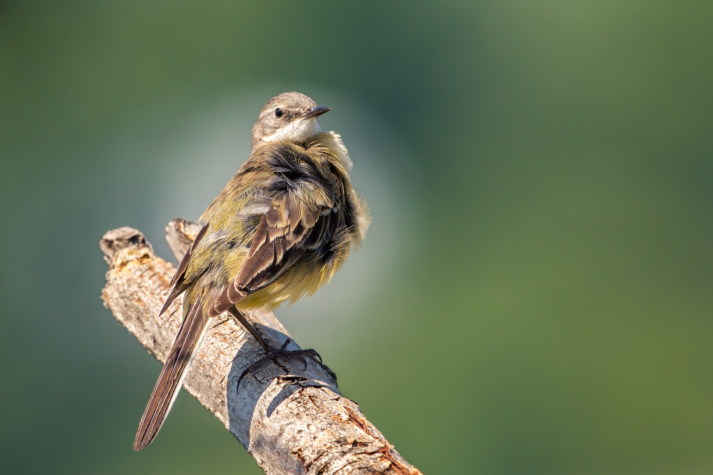 young wagtail...