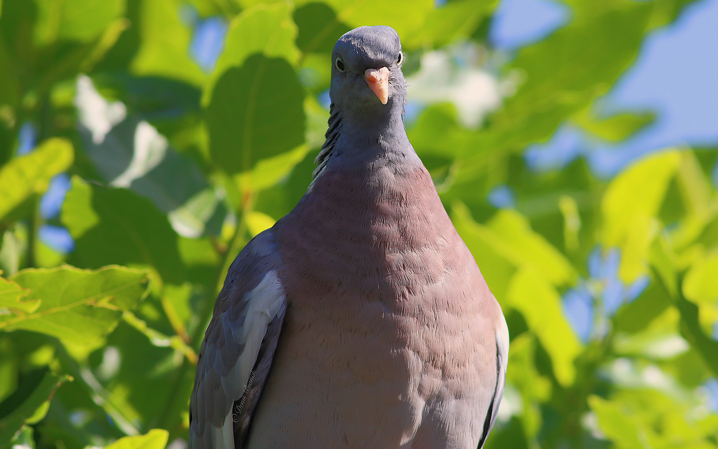 Wood pigeon (Columba palumbus)...