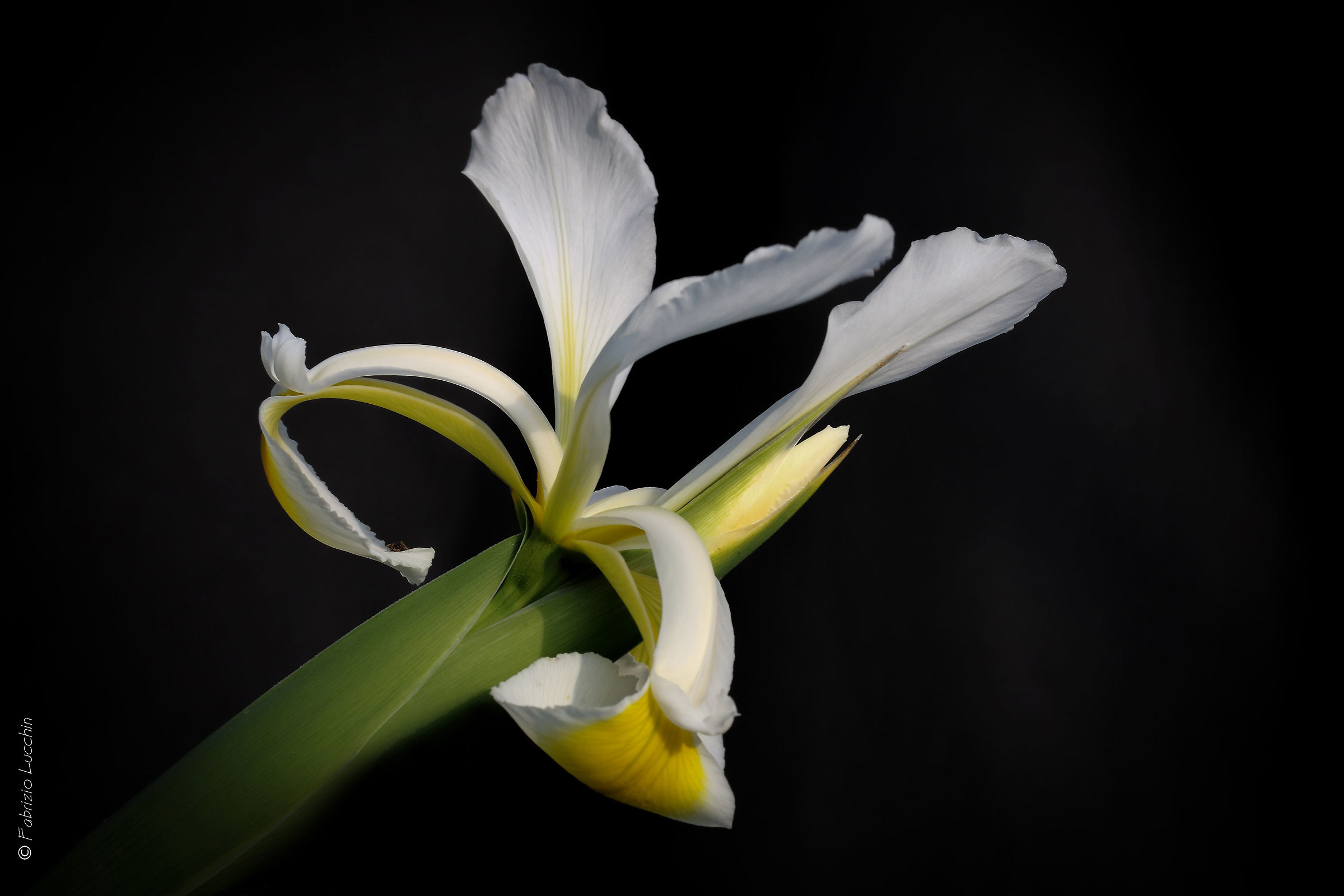 Iris orientalis...