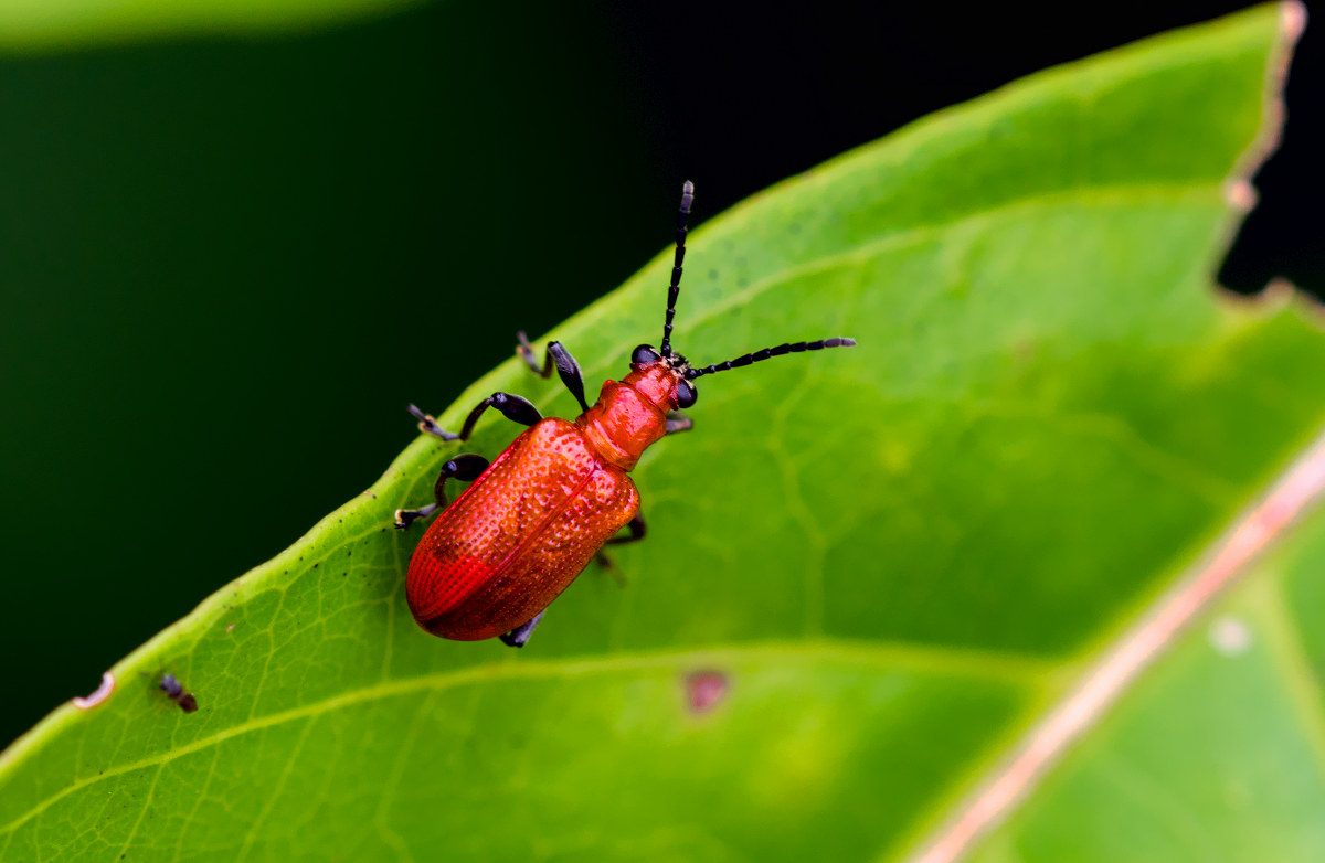red beetle (unidentified)...