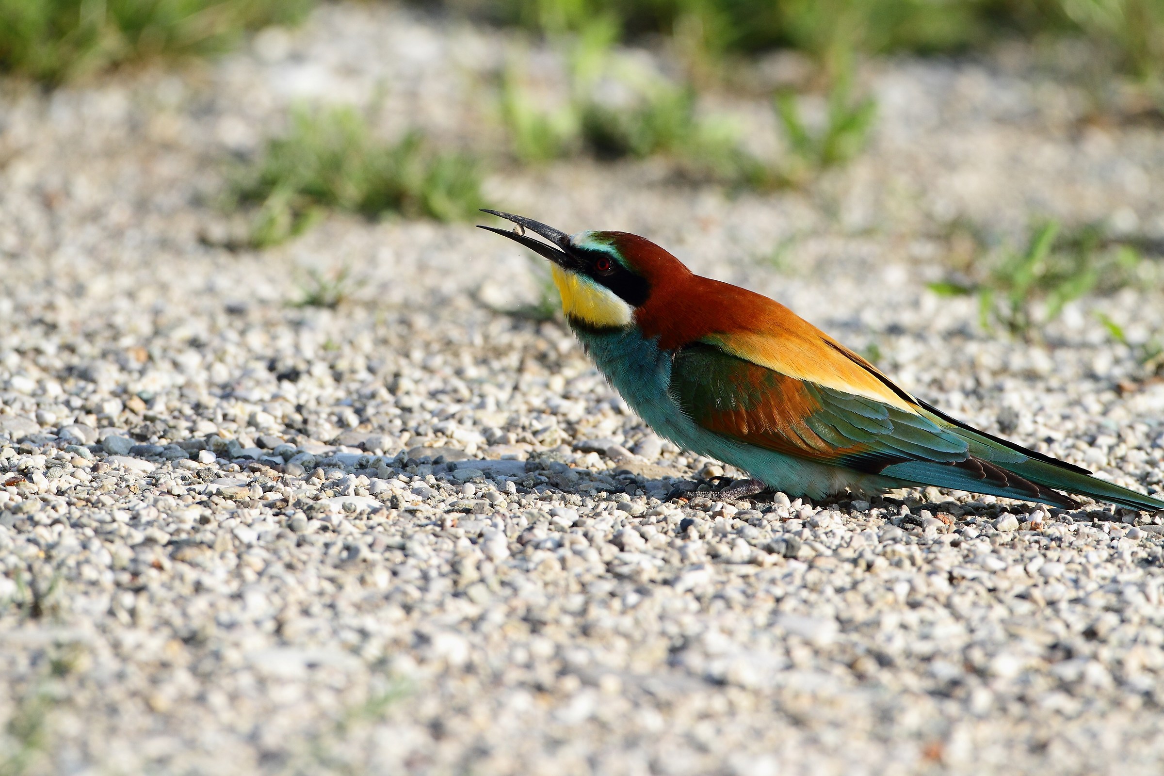 female bee-eater...