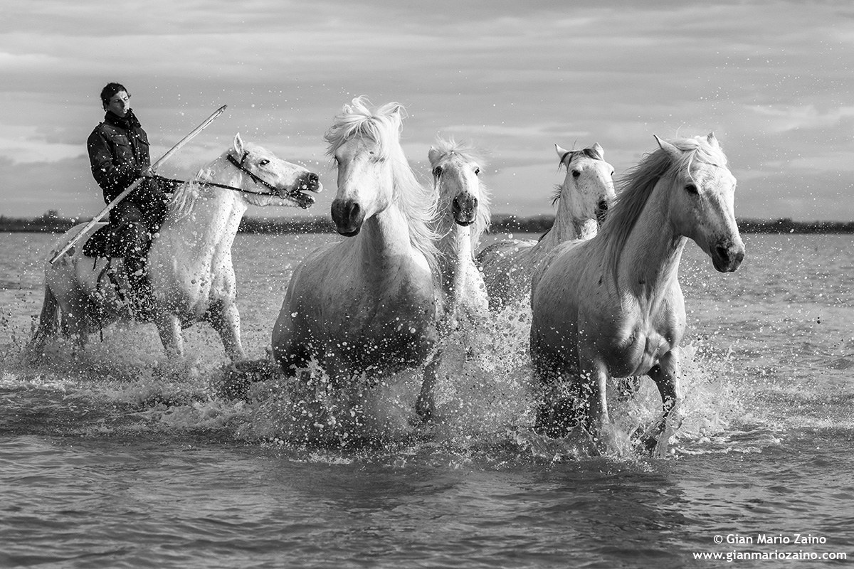 Camargue horse / Camargue Horse / Cheval de Camargue...