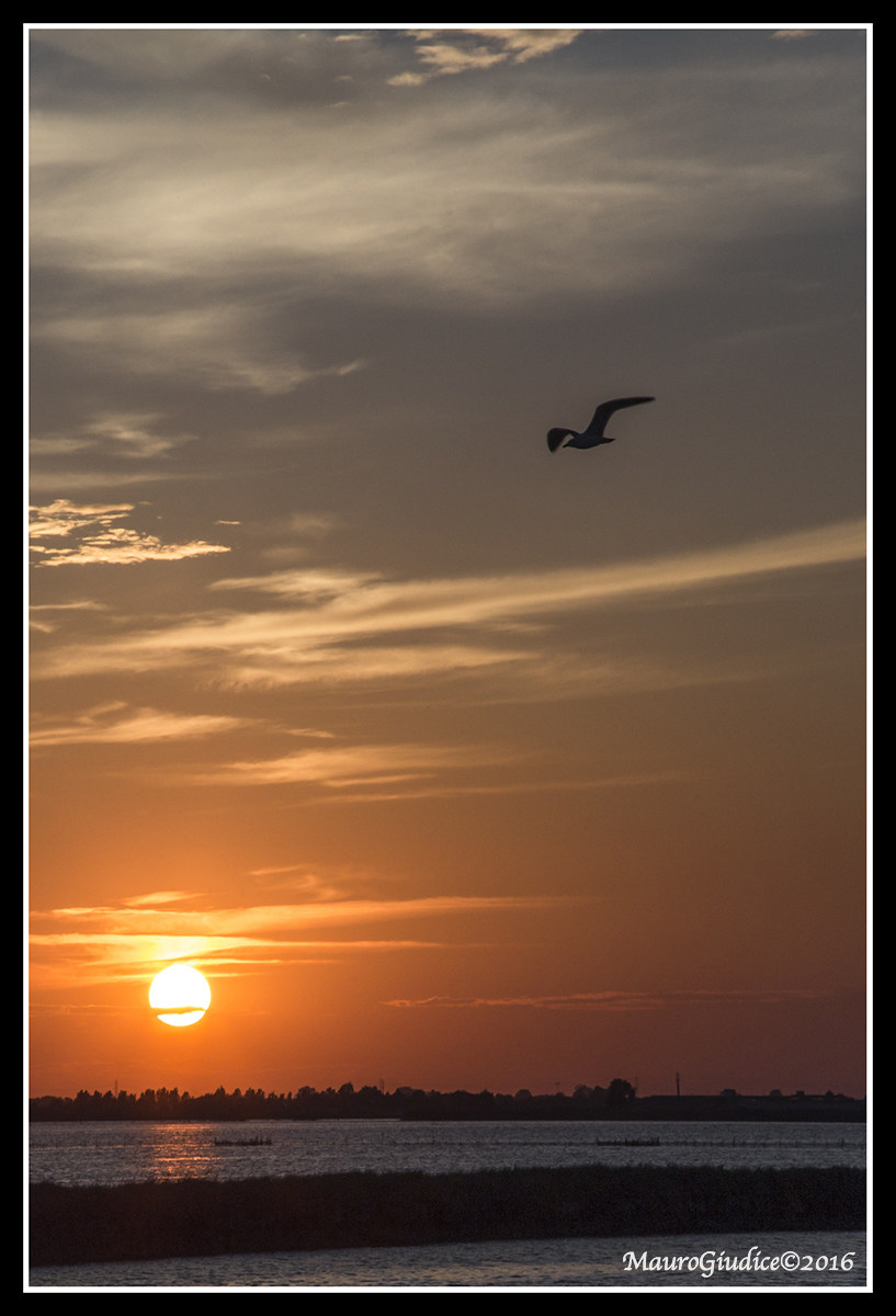 Sunset in the valleys of Comacchio...