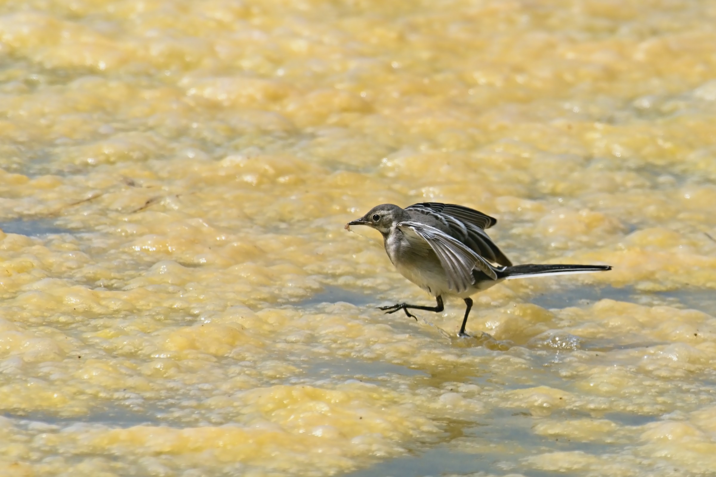 Ballando sull'acqua...