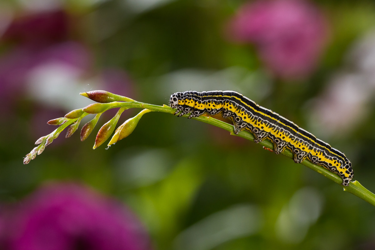 Caterpillar Apopestes spectrum...