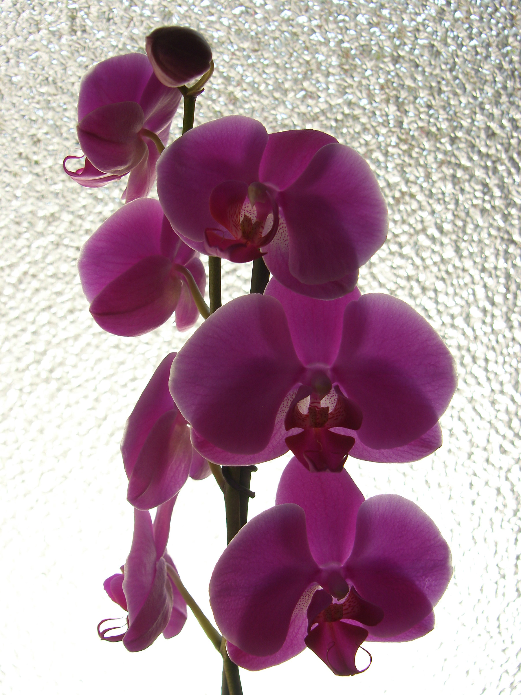Orchids in backlight...