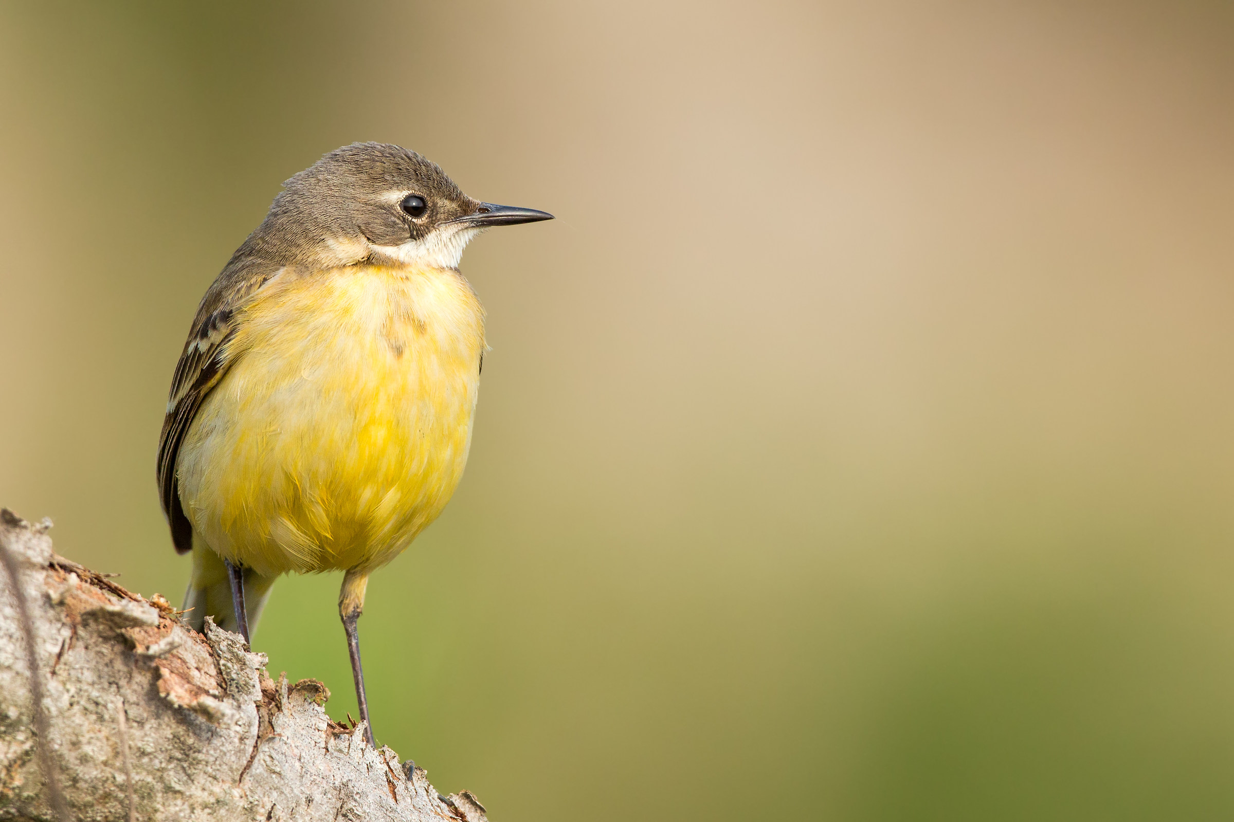 wagtail F...