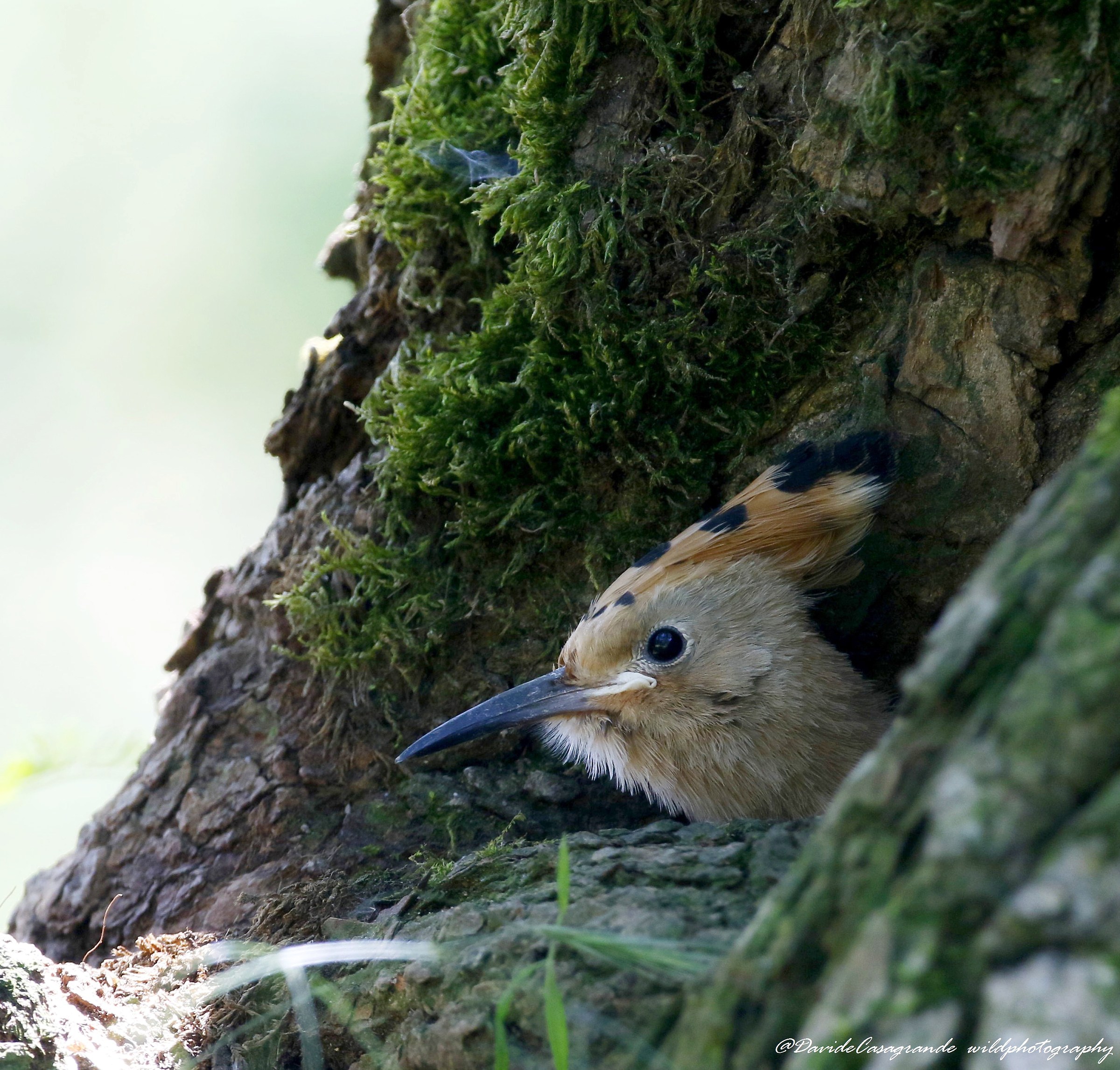 Juv Hoopoe (hoopoe epops)...