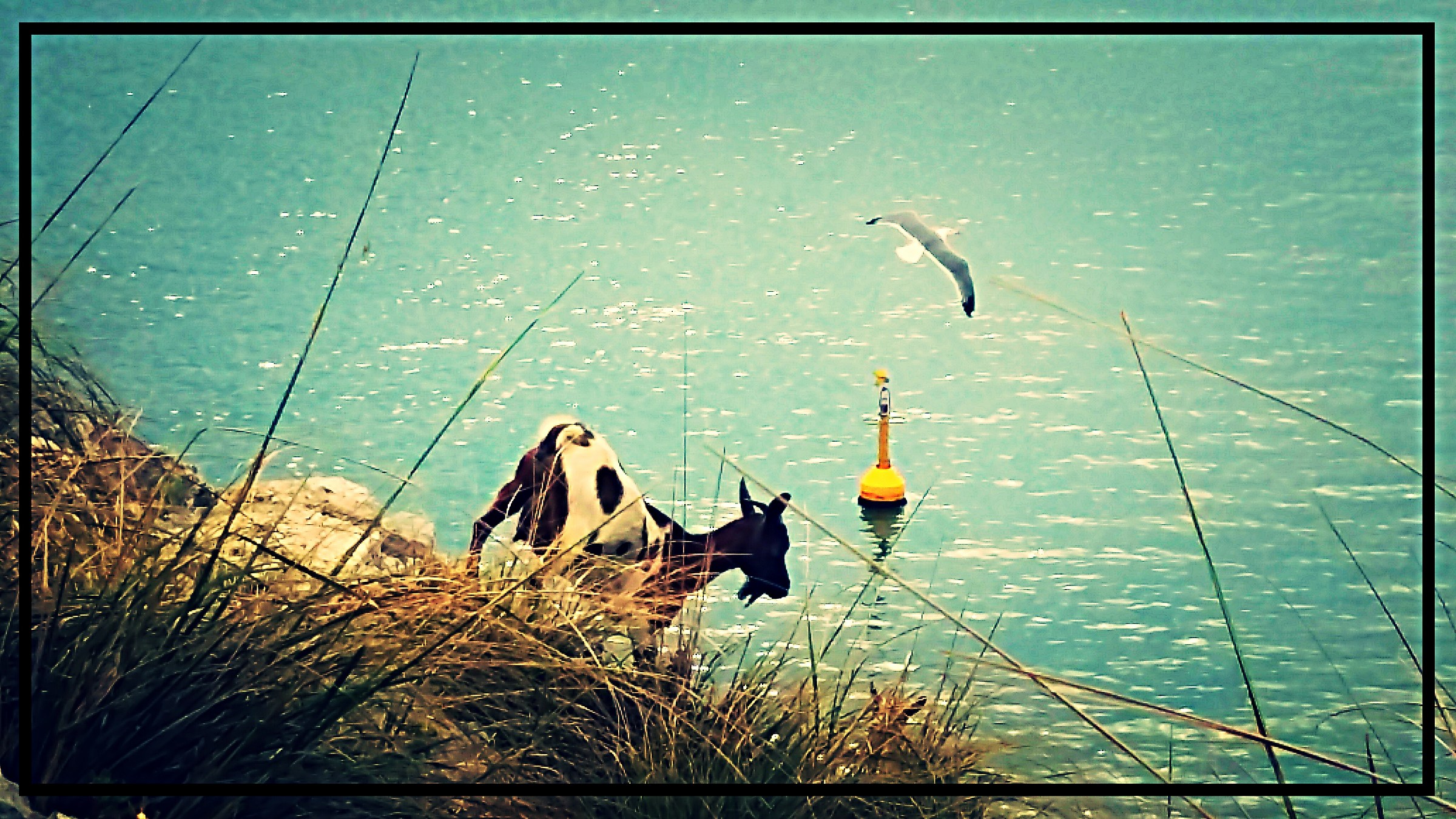 Sea Goat...
