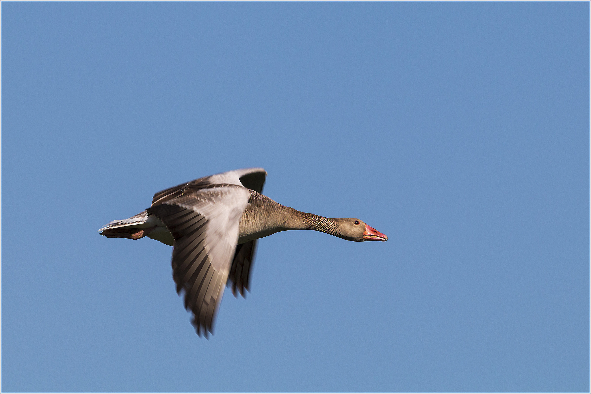 wild goose in flight...