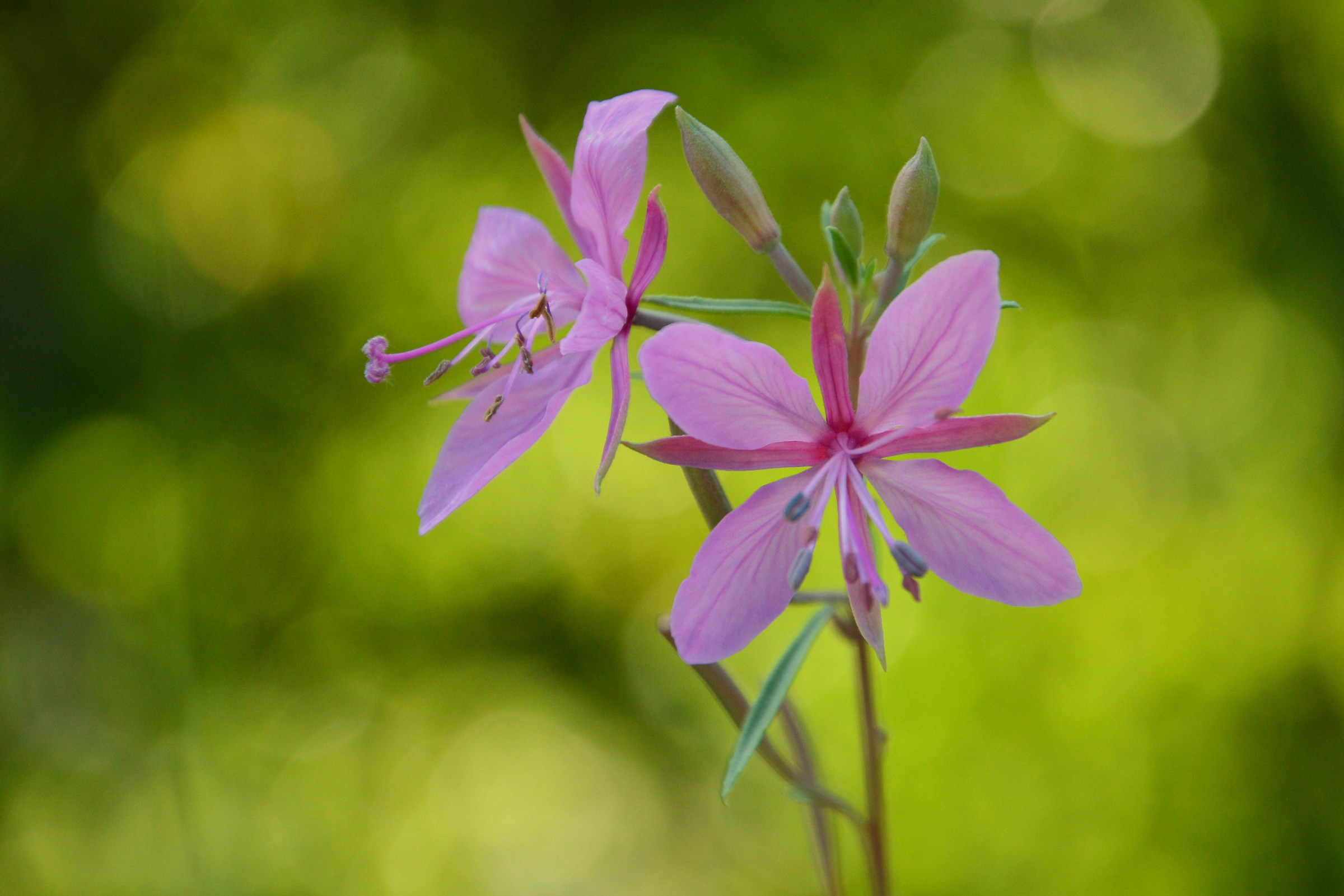 Fiore di Sant'Anna...