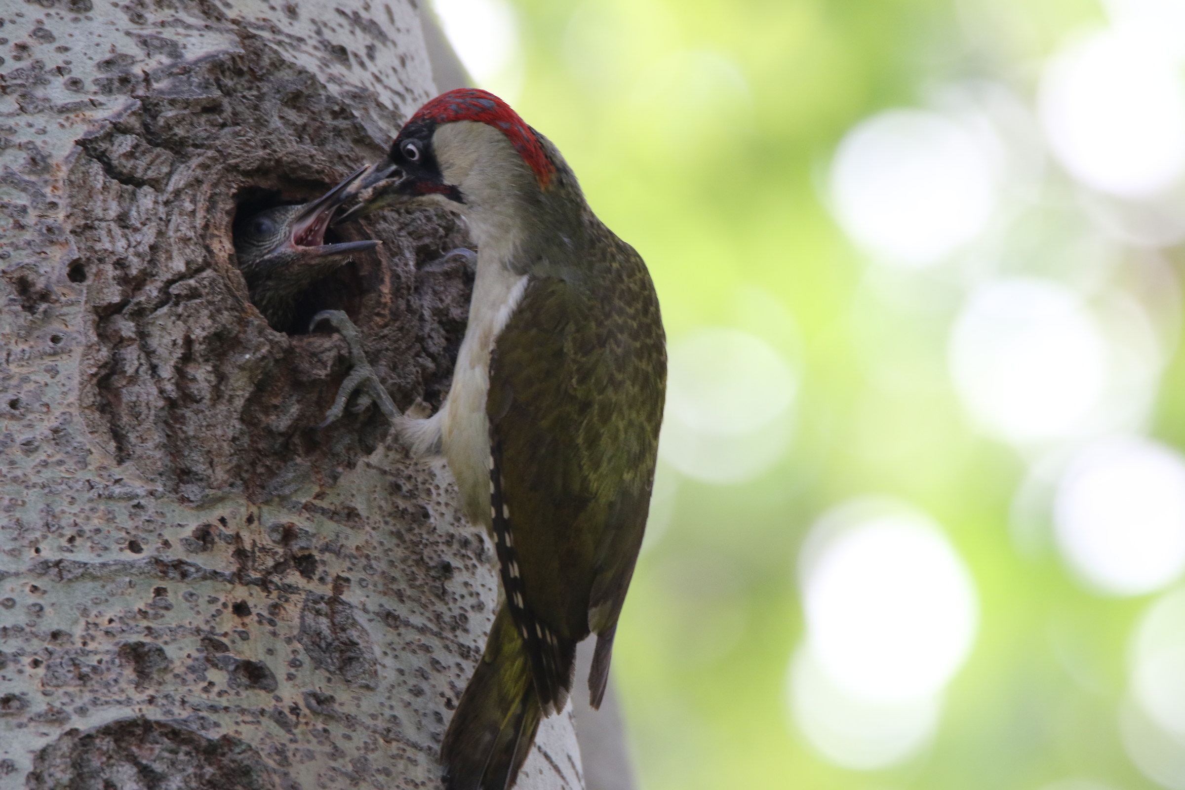 Green woodpecker with small...