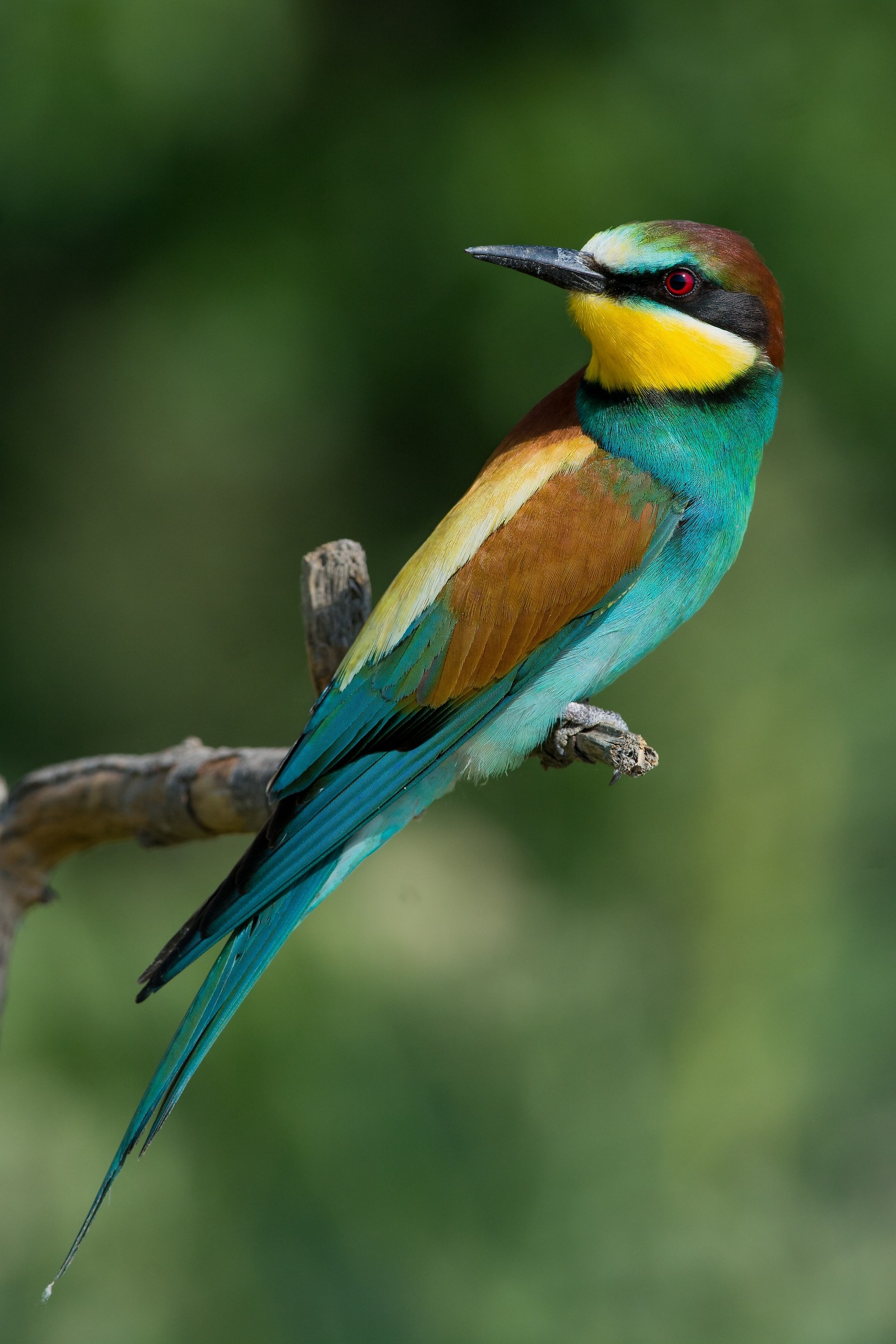 Bee Eater...