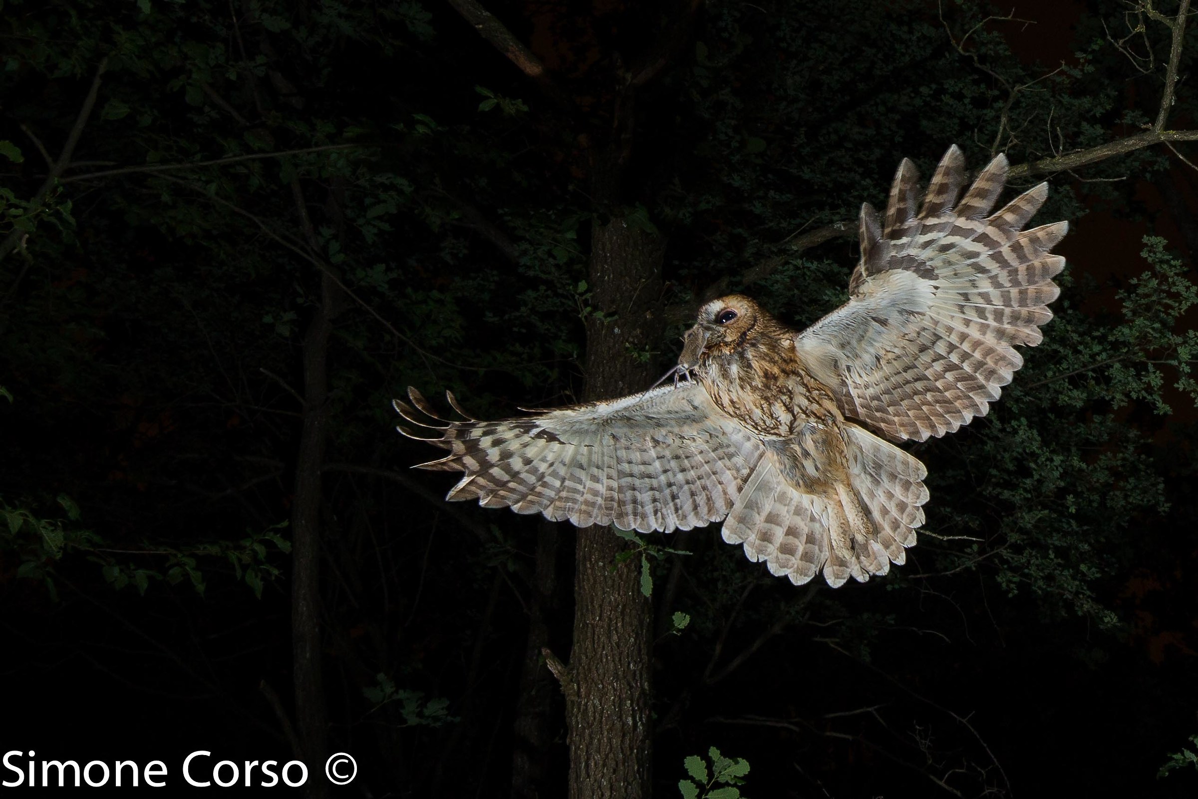 Allocco, gliding before entering the nest...