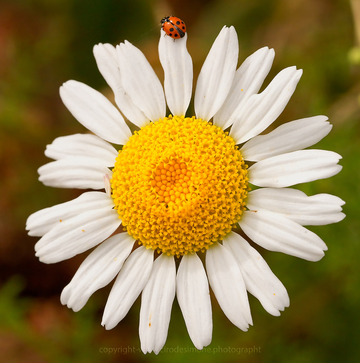 Ladybug and daisy...