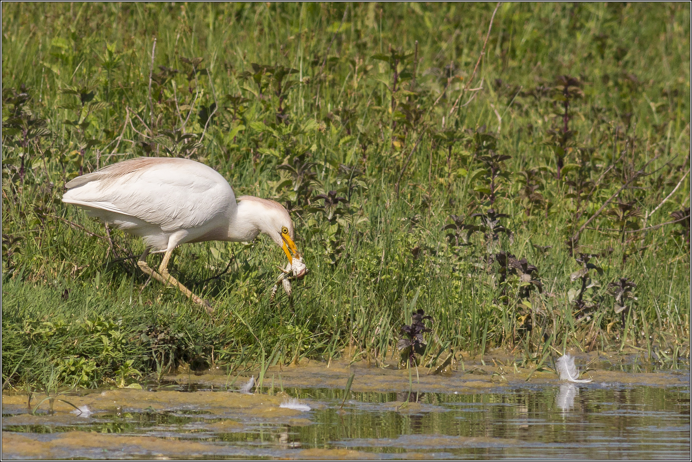 cattle egret with prey...