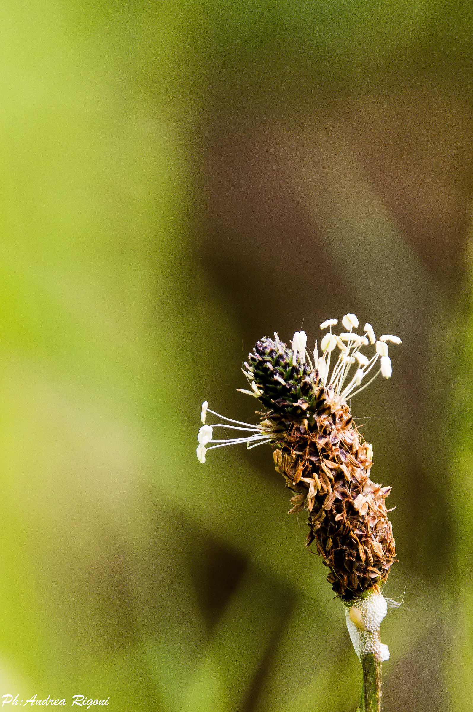 Bokeh...