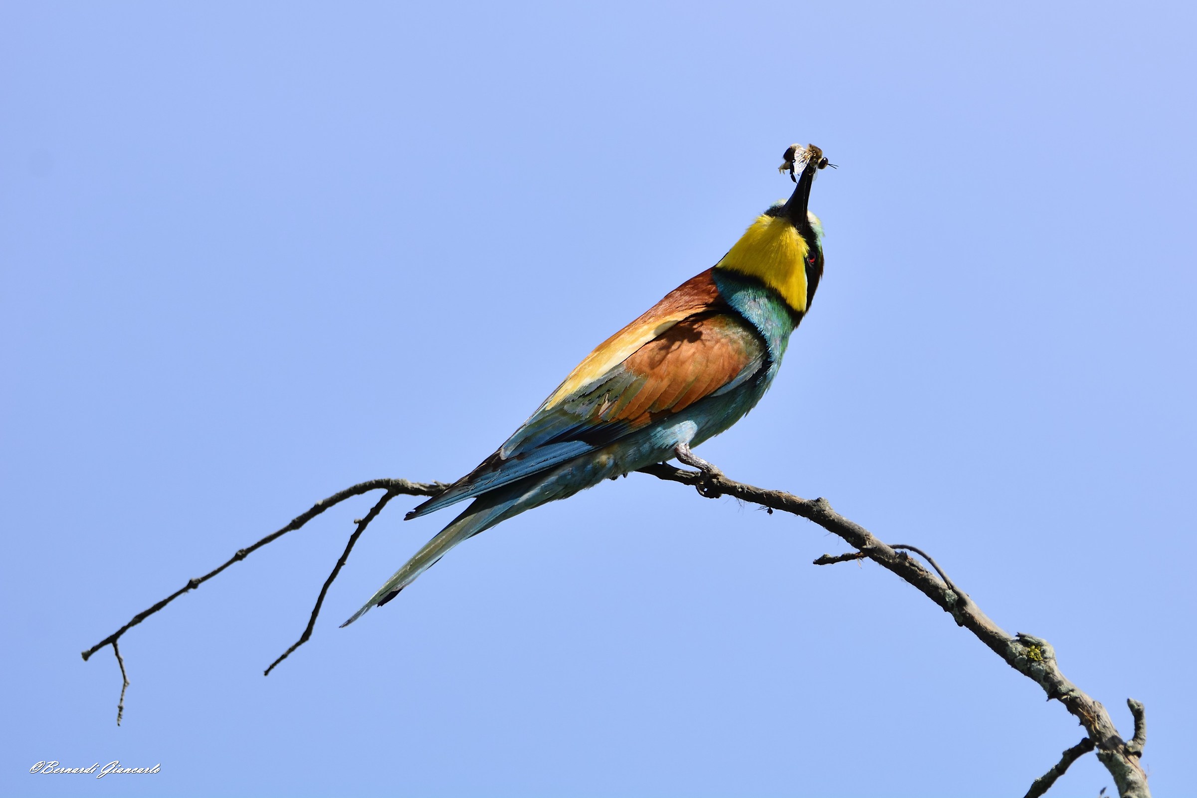 Bee-eater with bee....