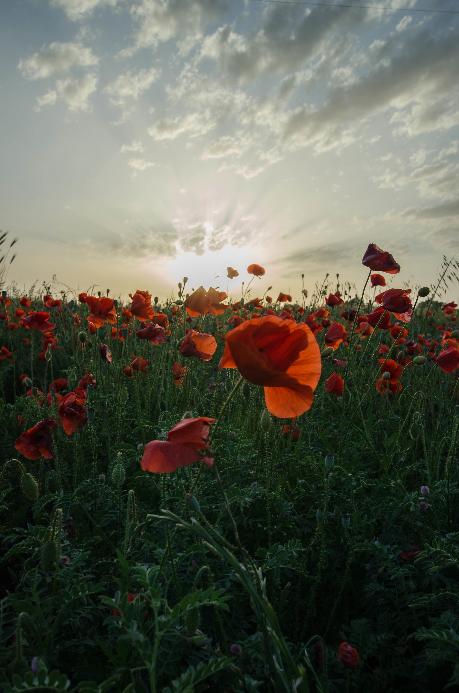 Poppies at sunset...