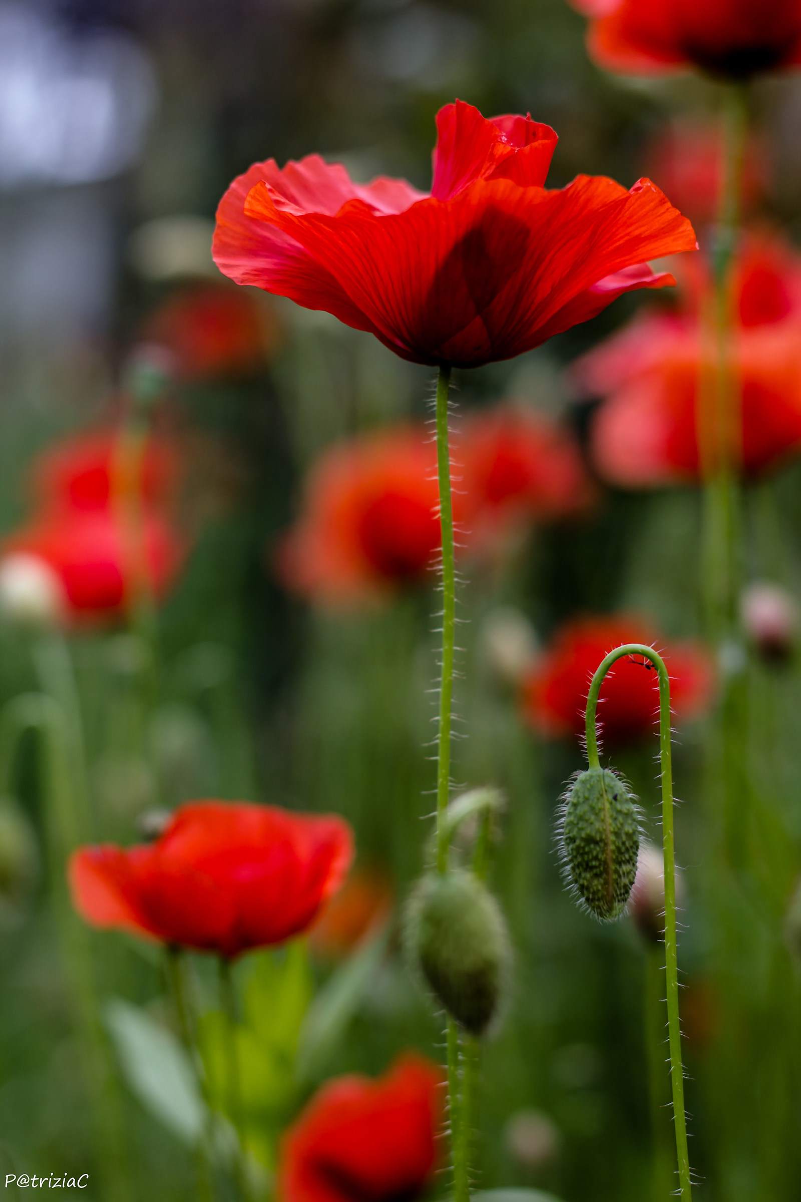 ... Is poppy time ......