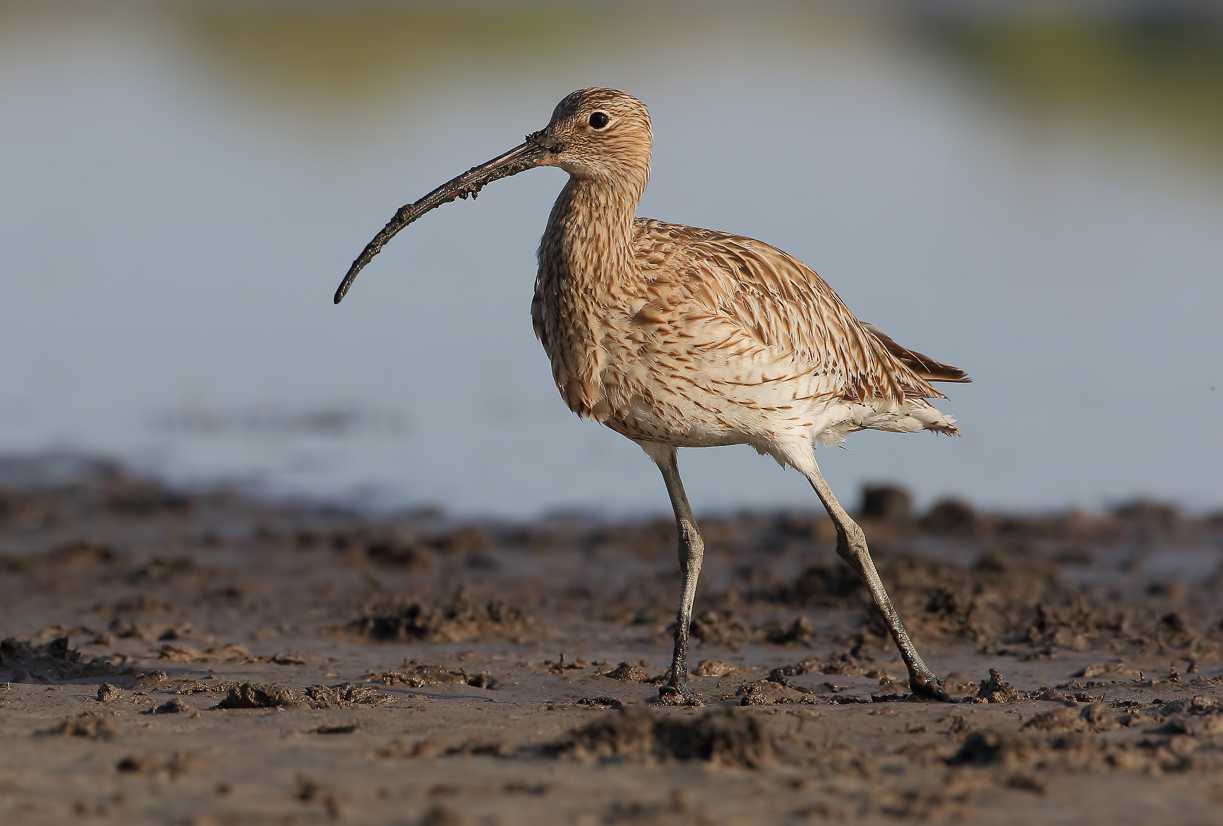 The curlew pose...