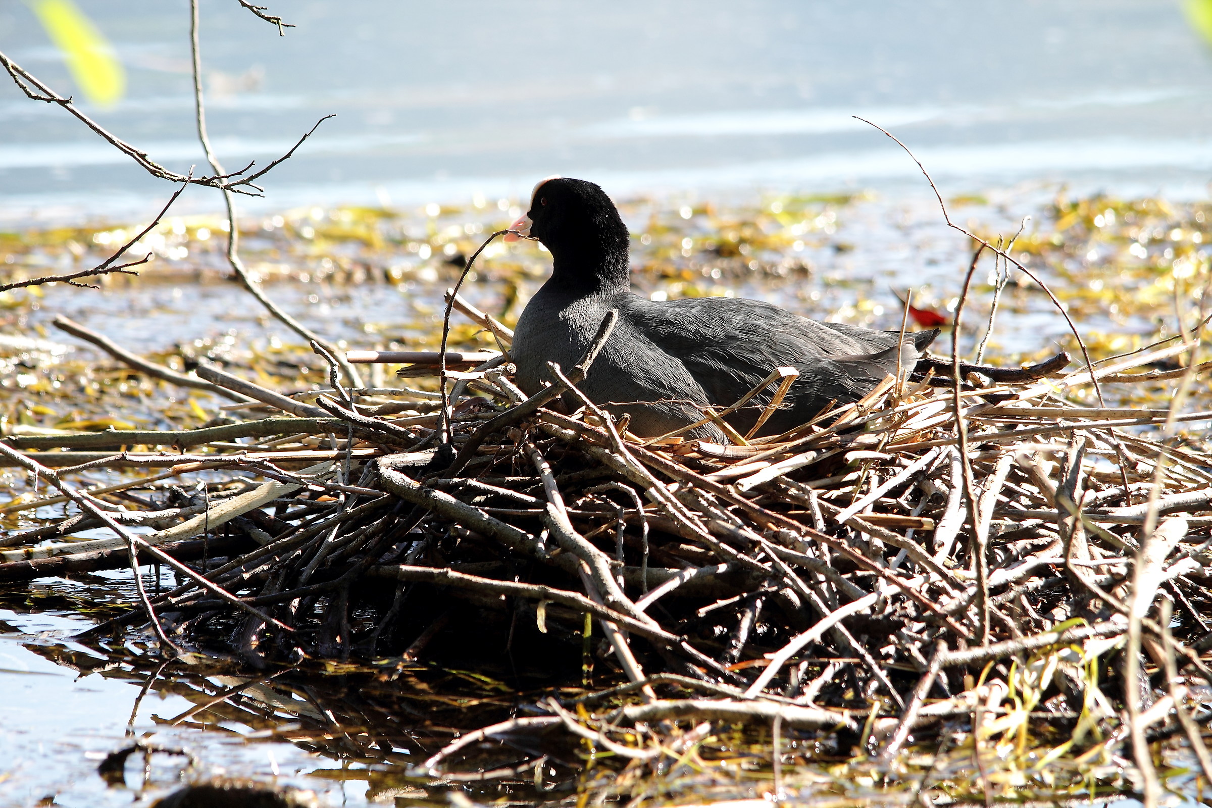coot waiting...