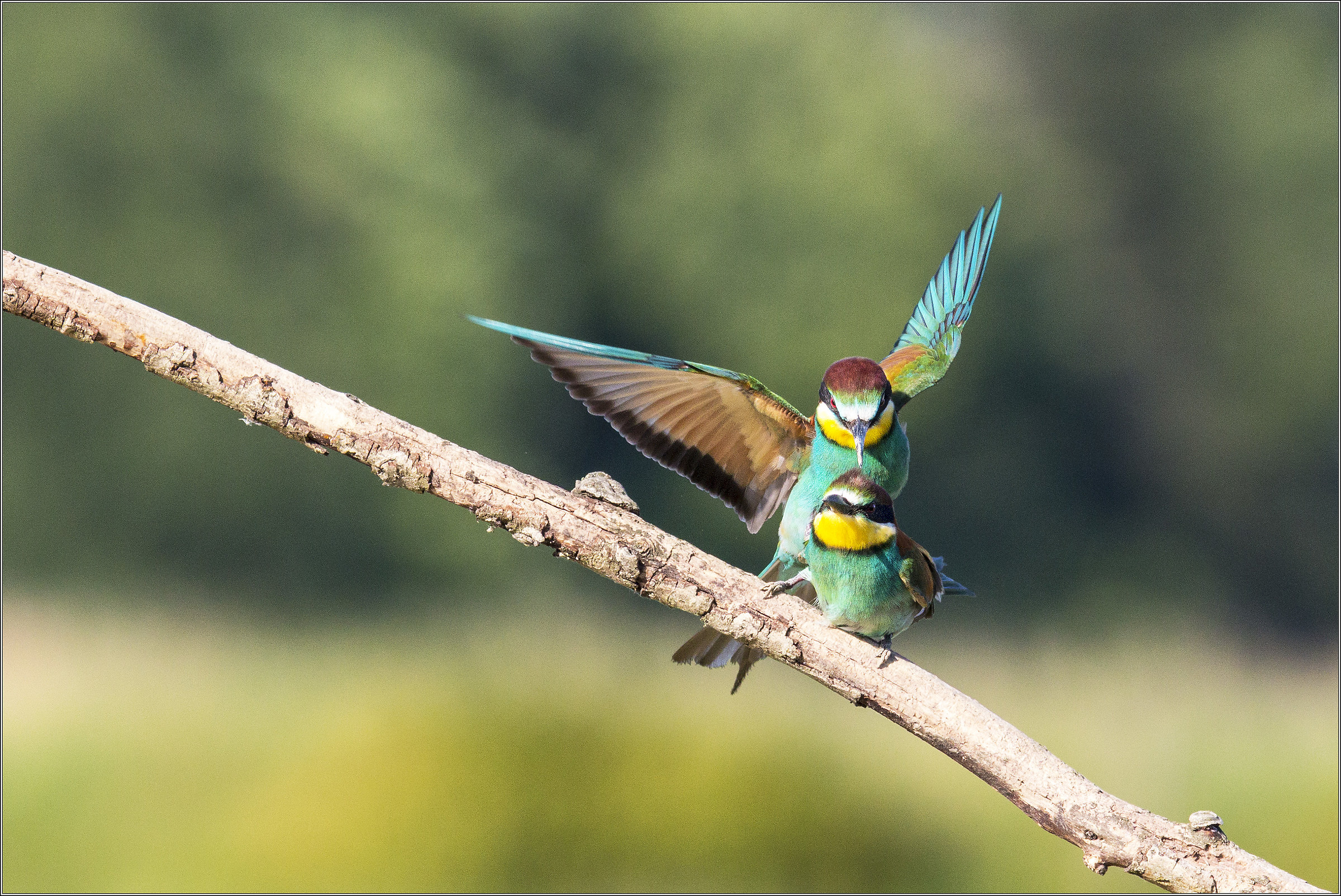bee-eaters pair...
