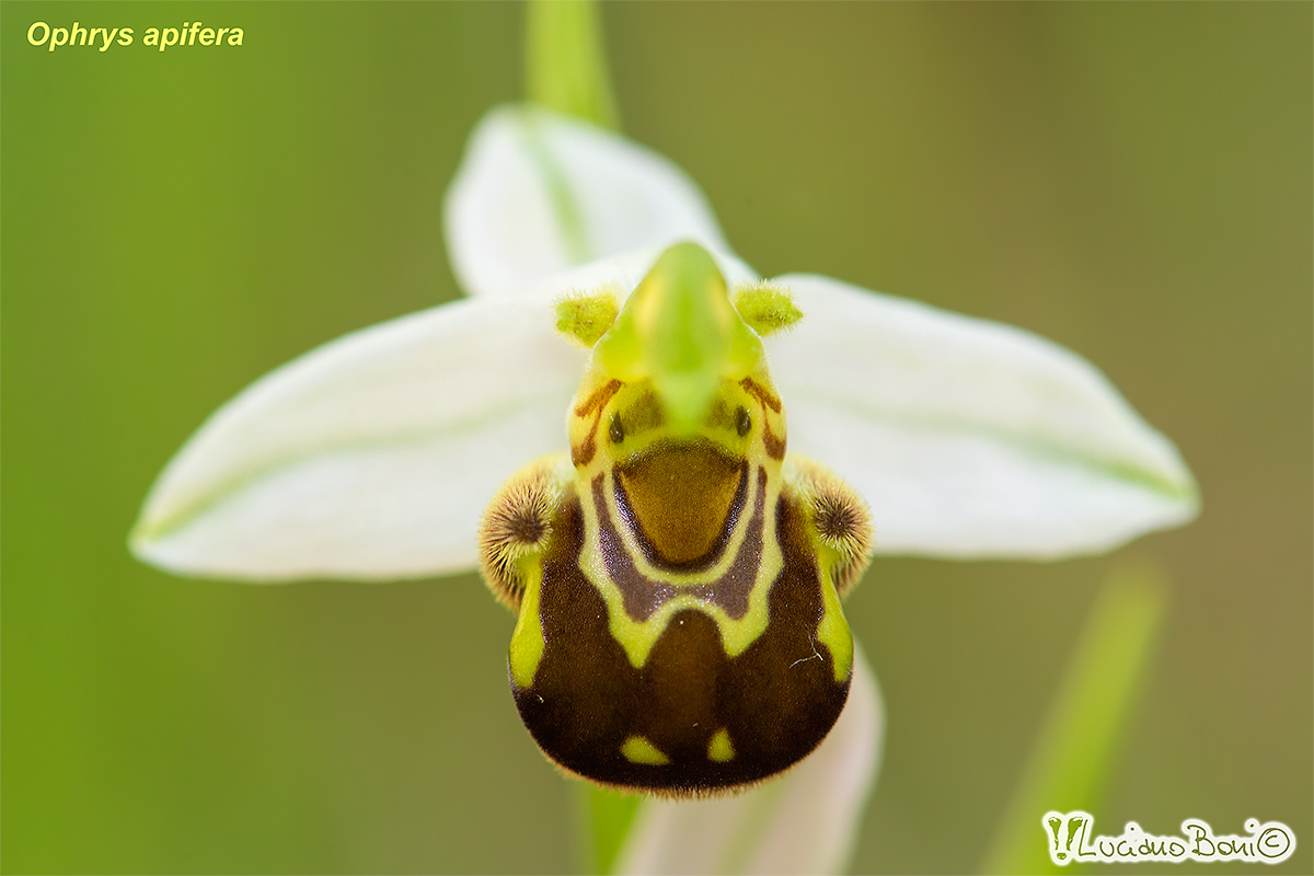 Ophrys Apifera...
