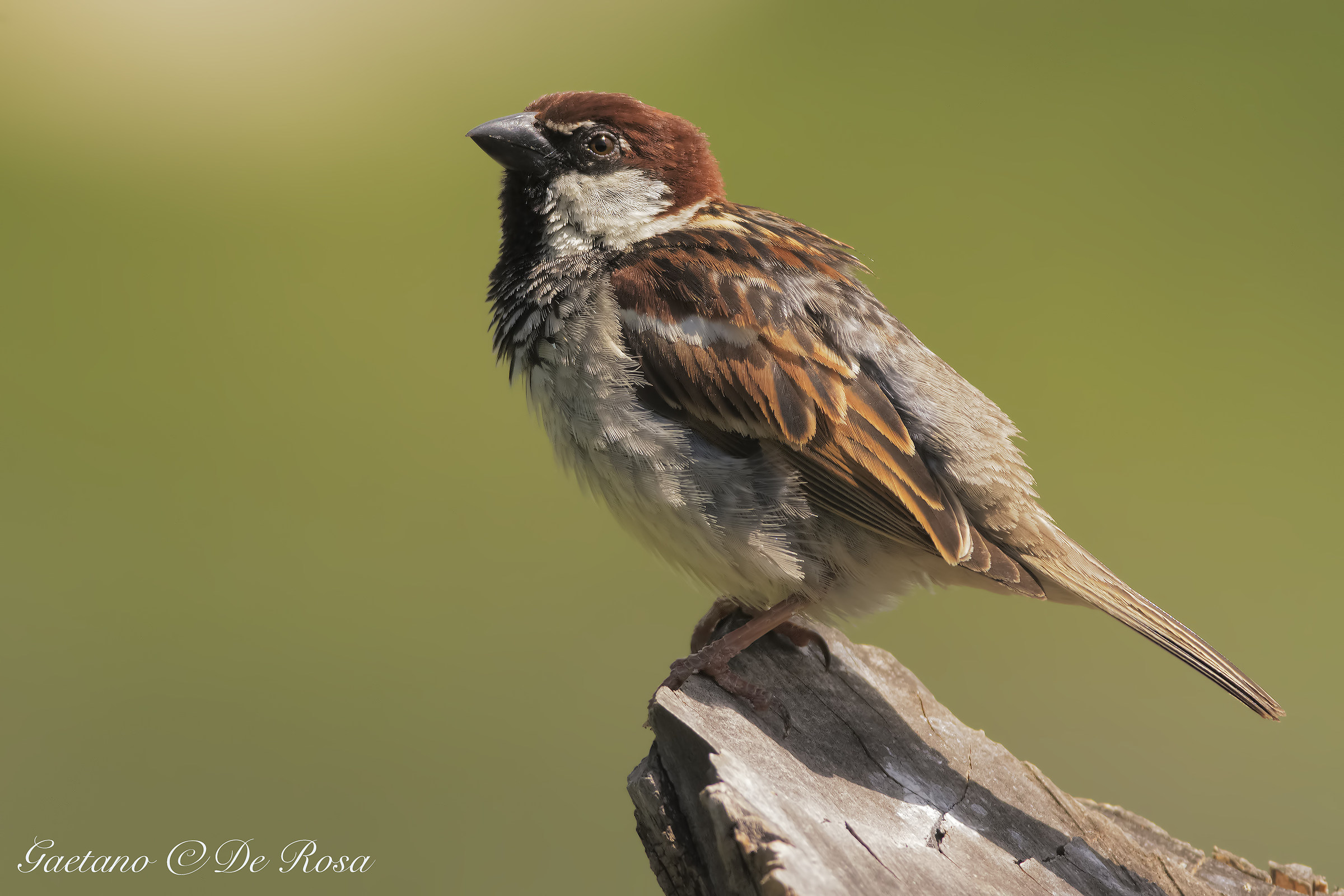 A simple Tree Sparrow...