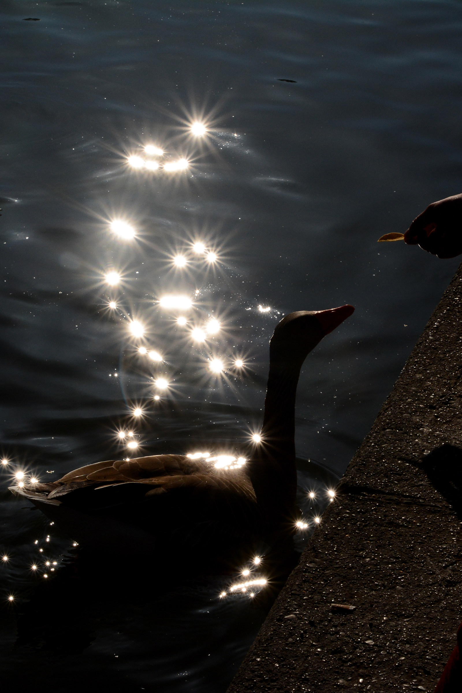 Shiny Duck...