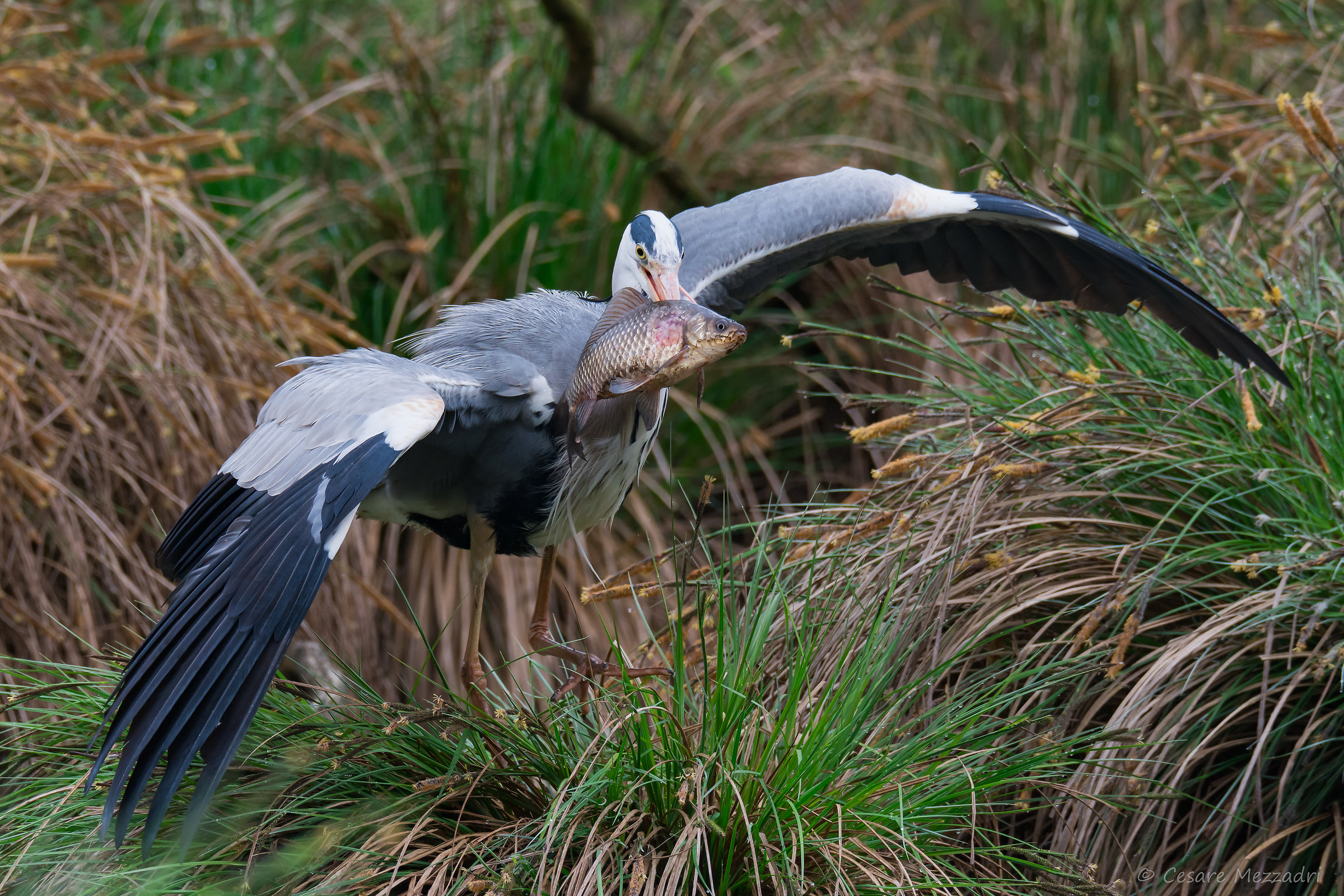 Airone Cenerino con preda (Ardea cinerea)...