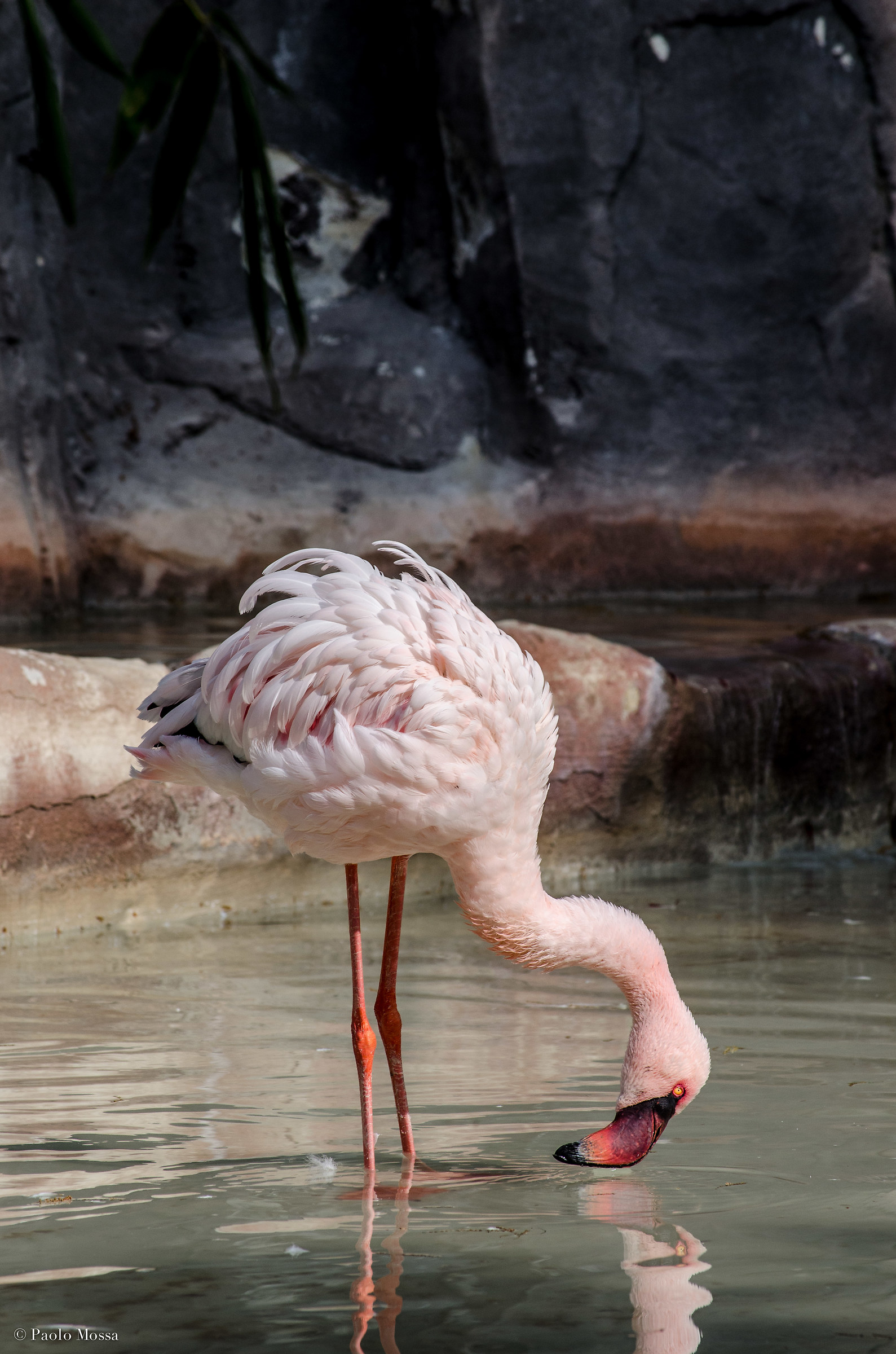 flamingo 2...