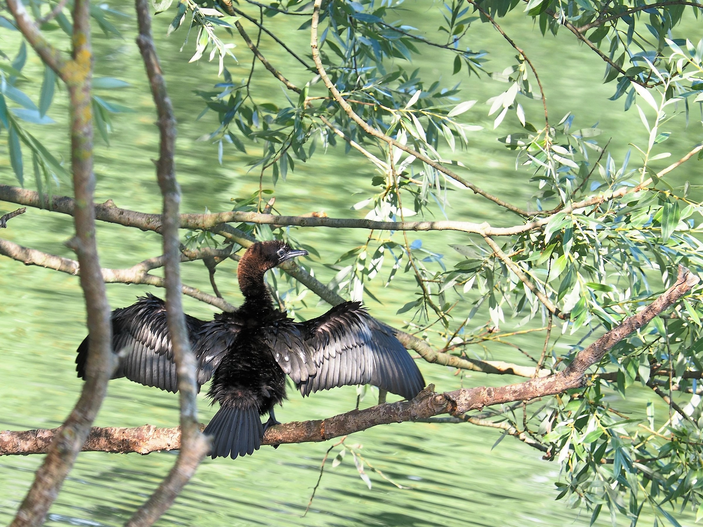 Cormorant dries its wings...