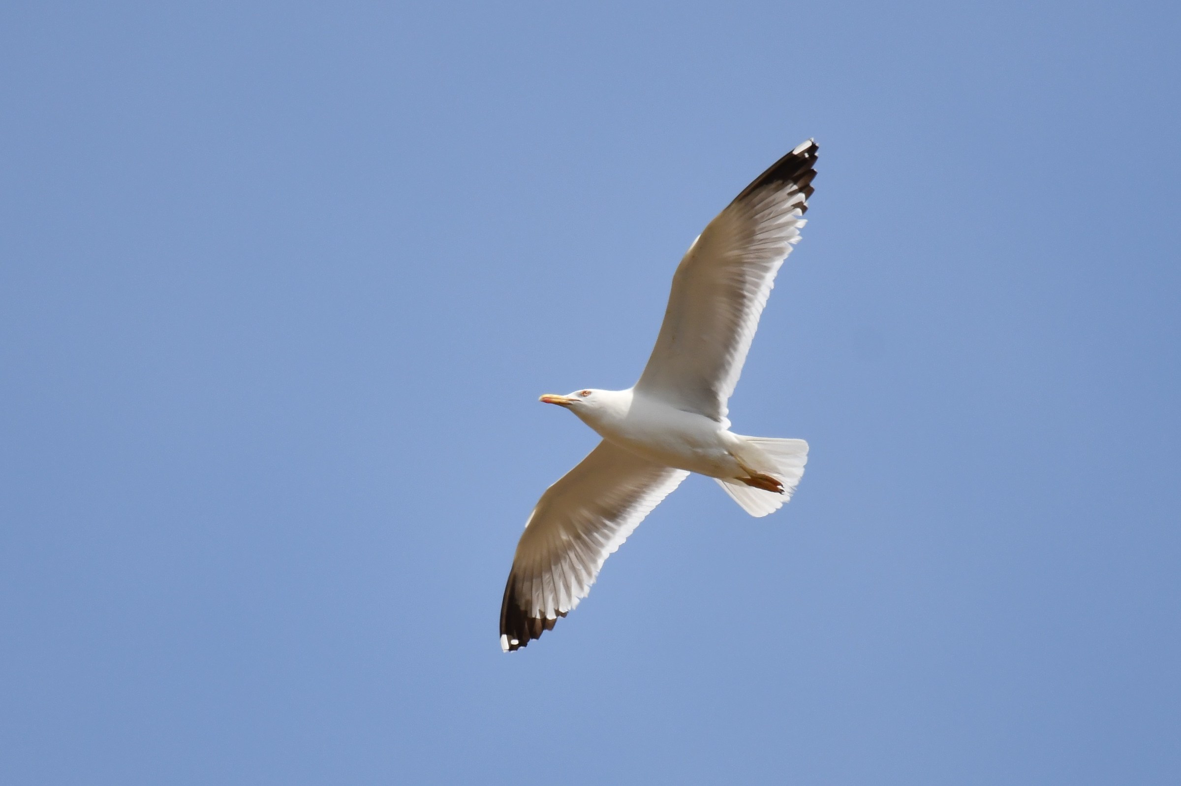 Seagull Crop 50 (no PP)...