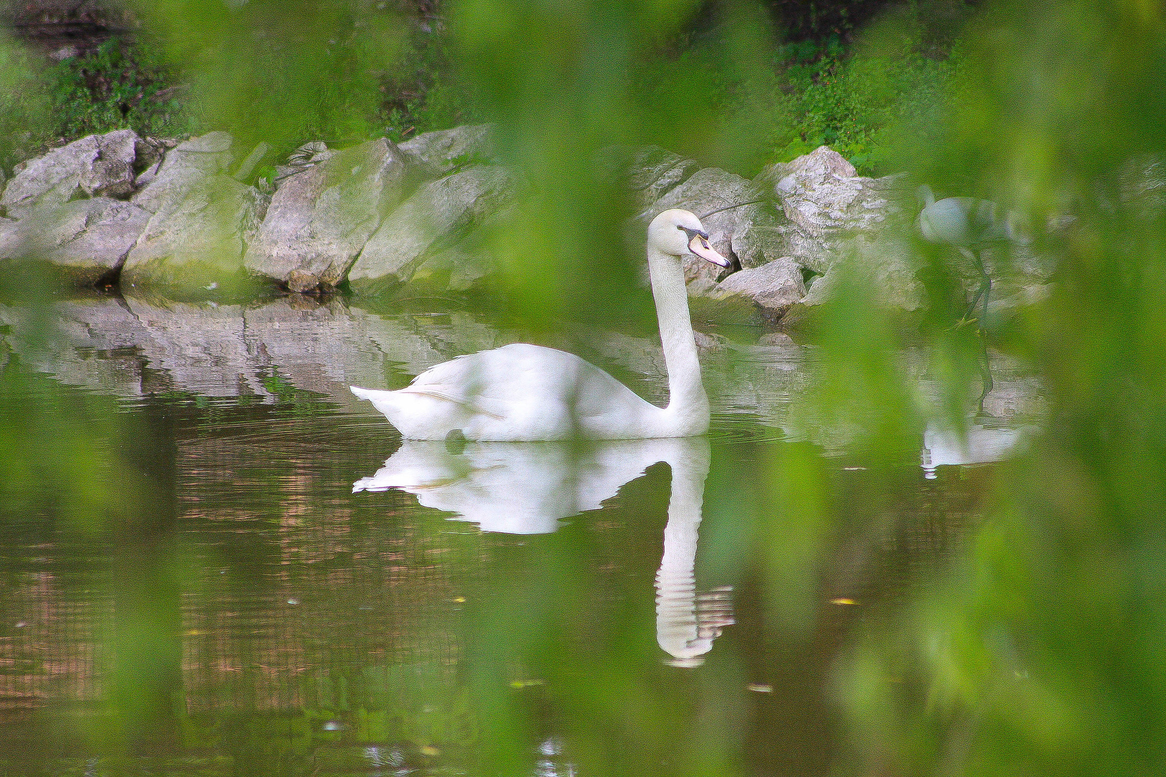 specular reflection...