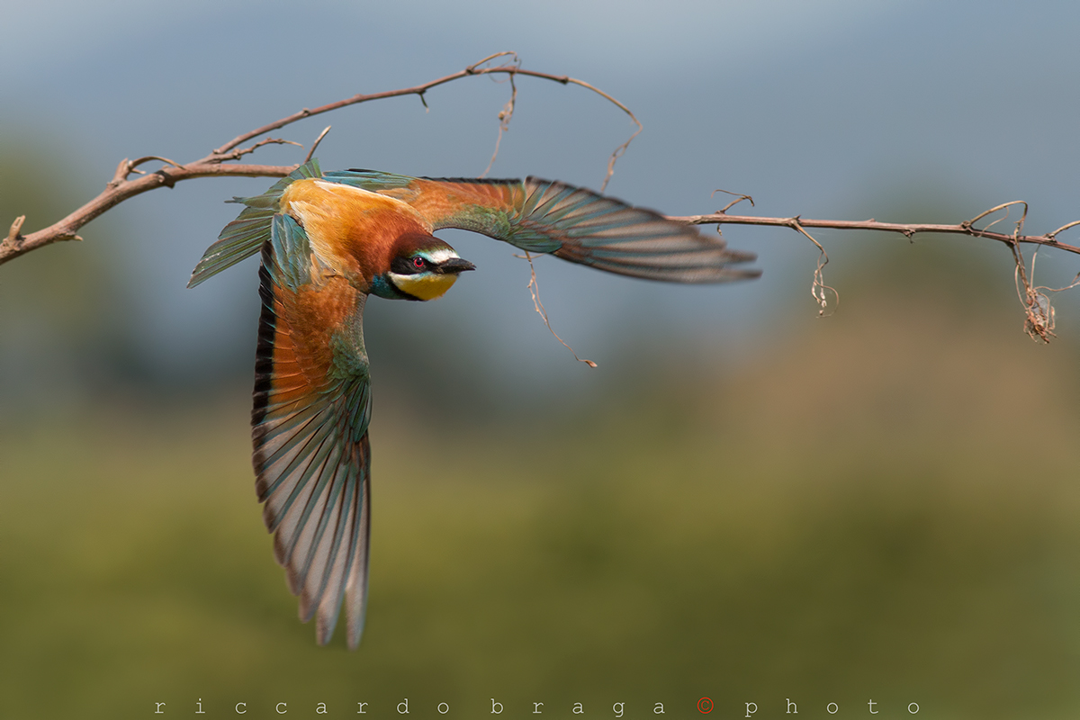 Bee-eater....