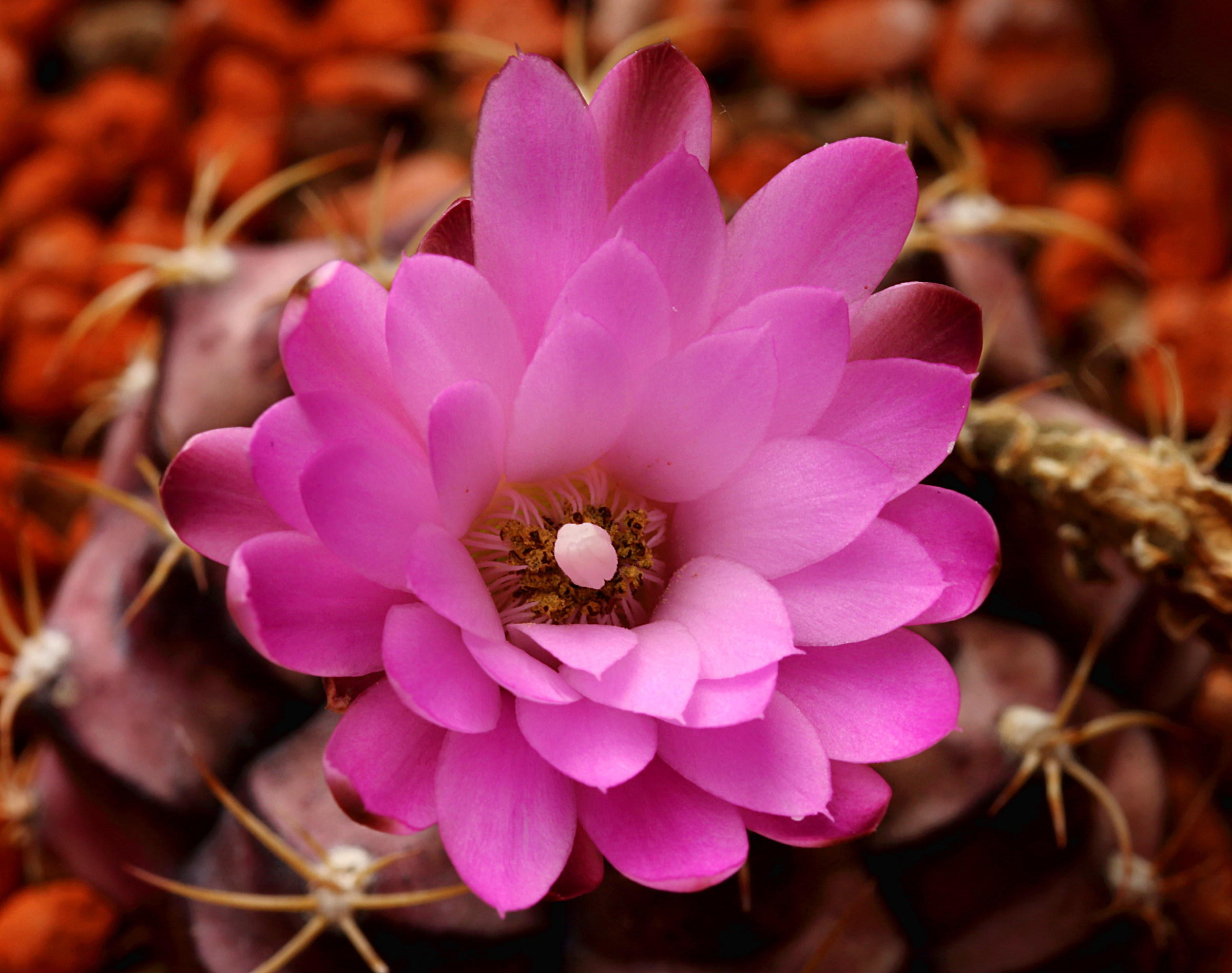 Cactus Flower...