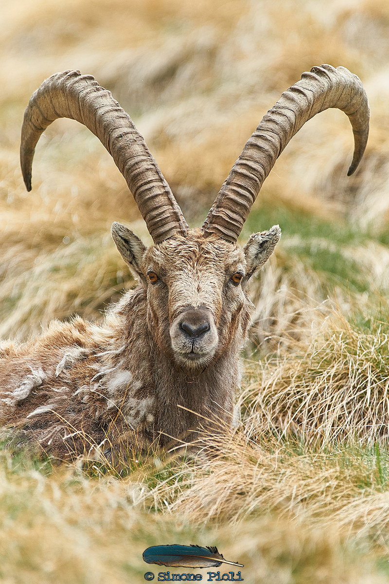 Portrait of ibex...