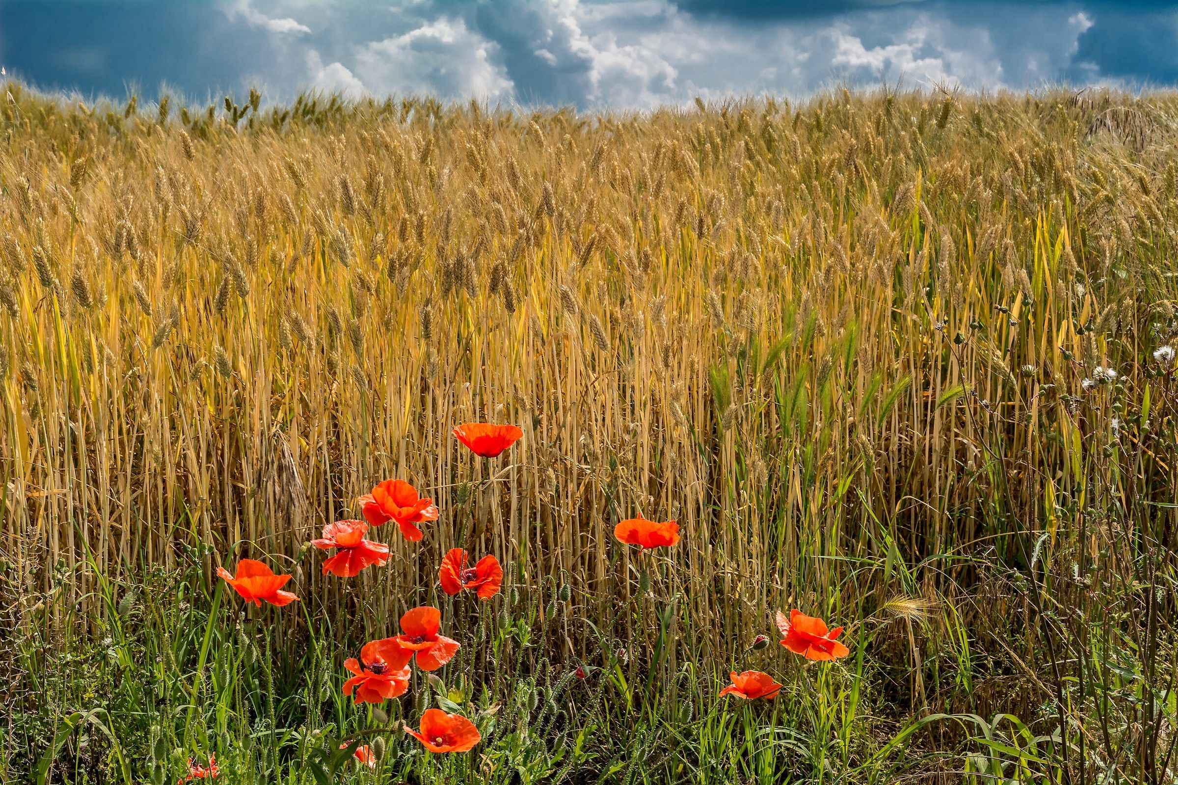 In giro per la campagna...