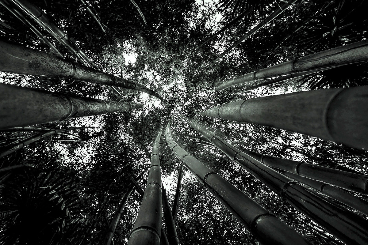 Bamboo Forest...