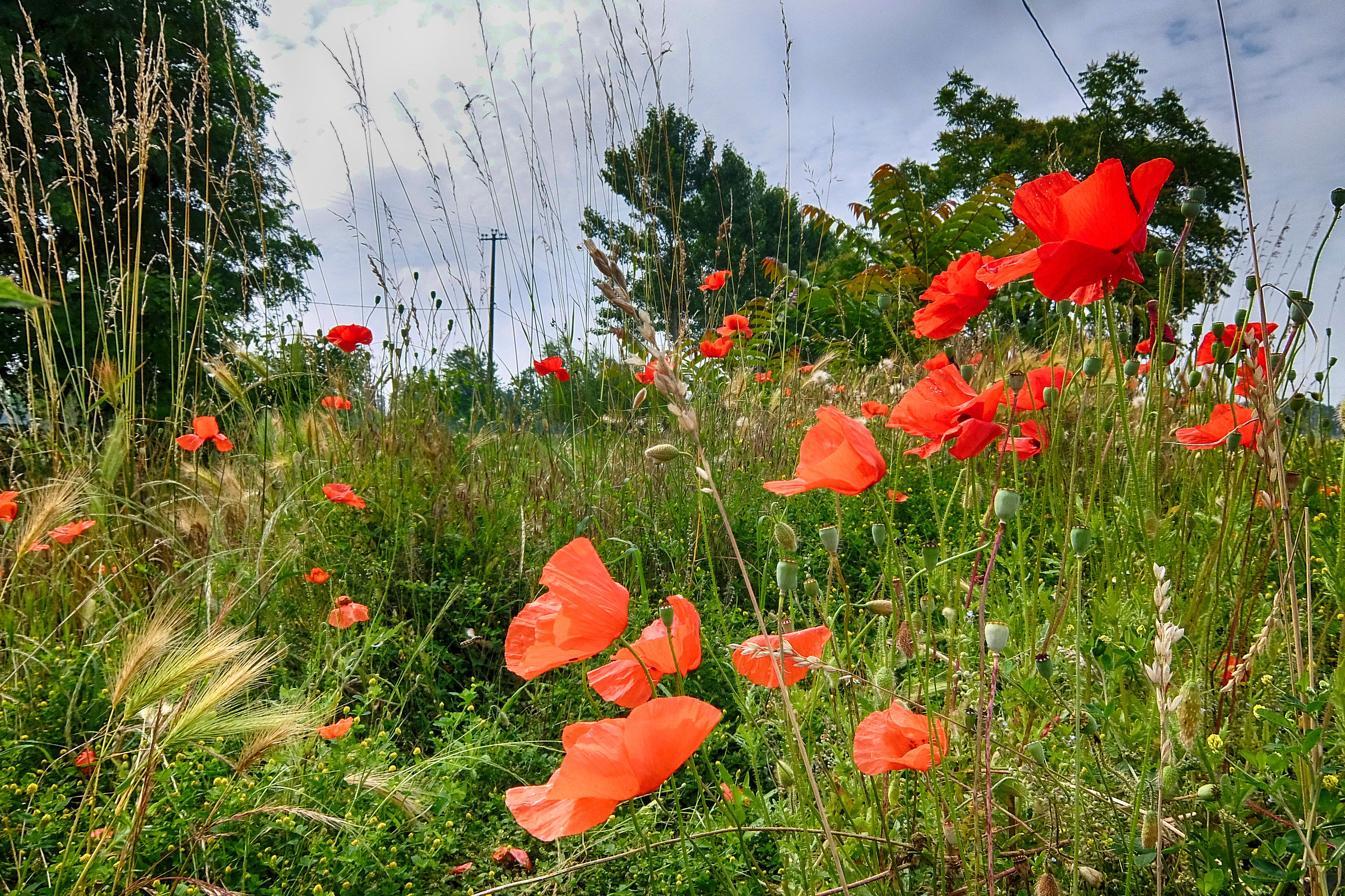 The flowers are certainly happier than we...