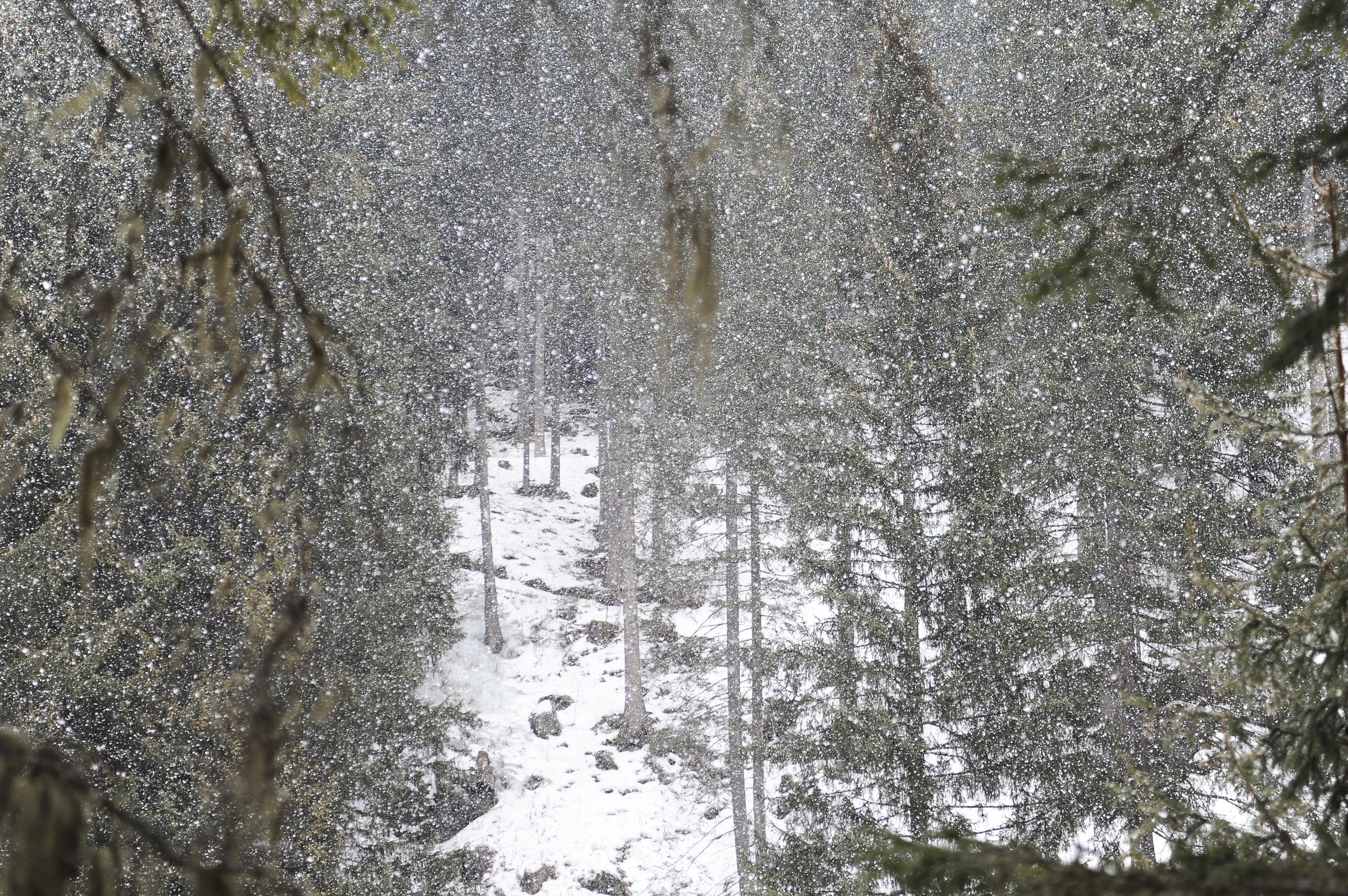 Nevicata nel bosco...