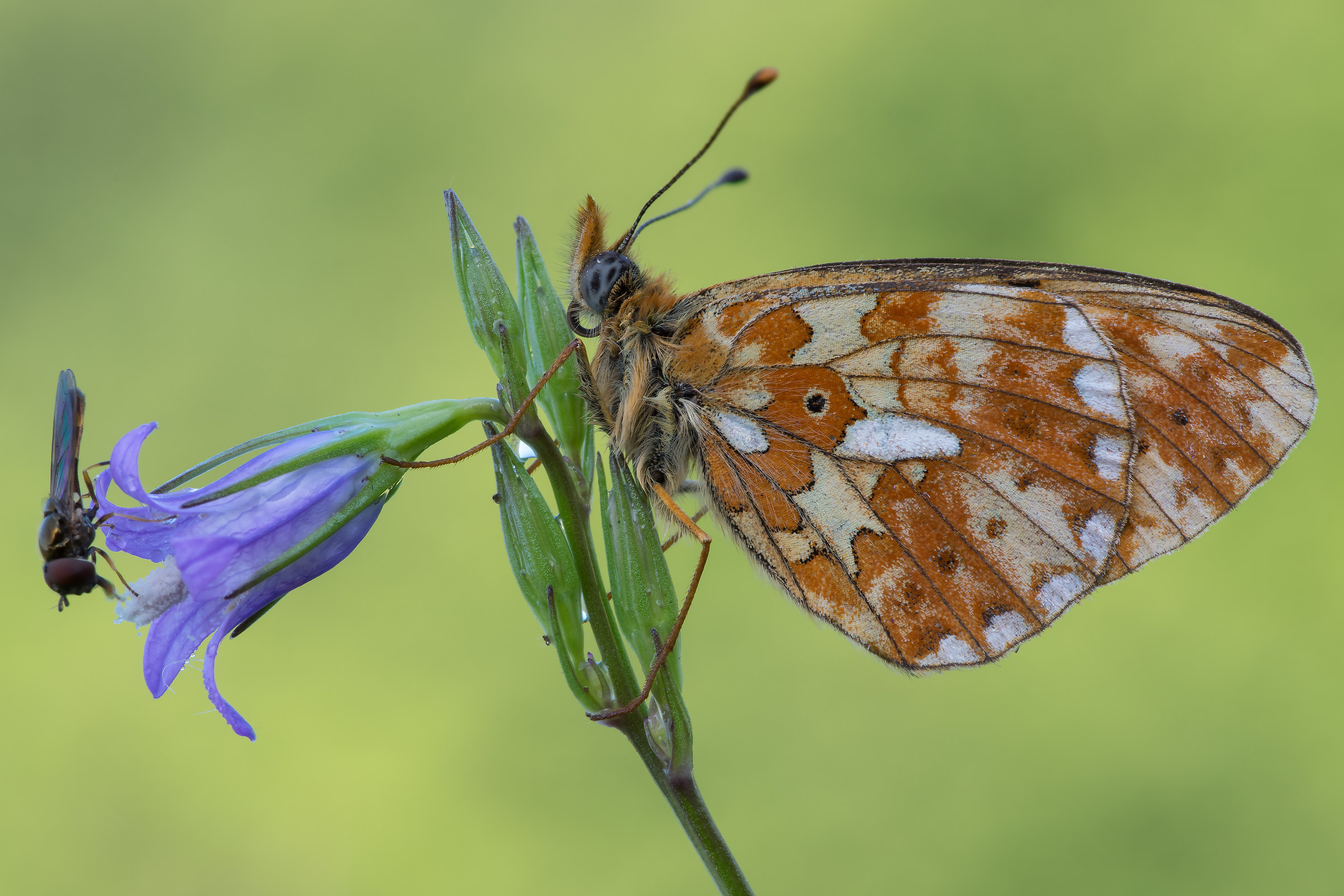 Boloria (Clossiana) euphrosyne...