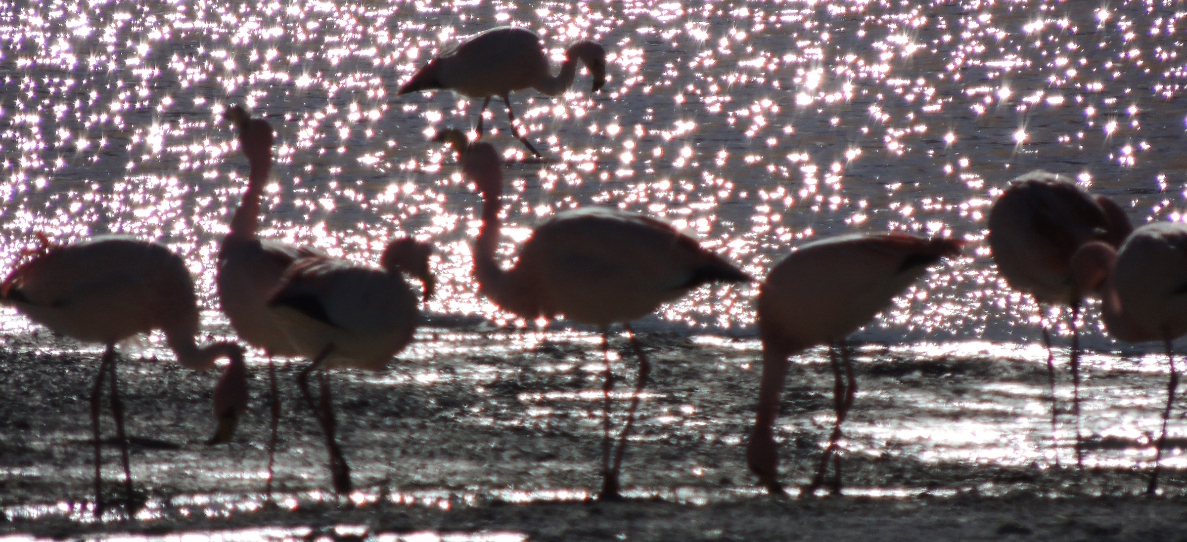Bolivia, plateaus: Flamingo...