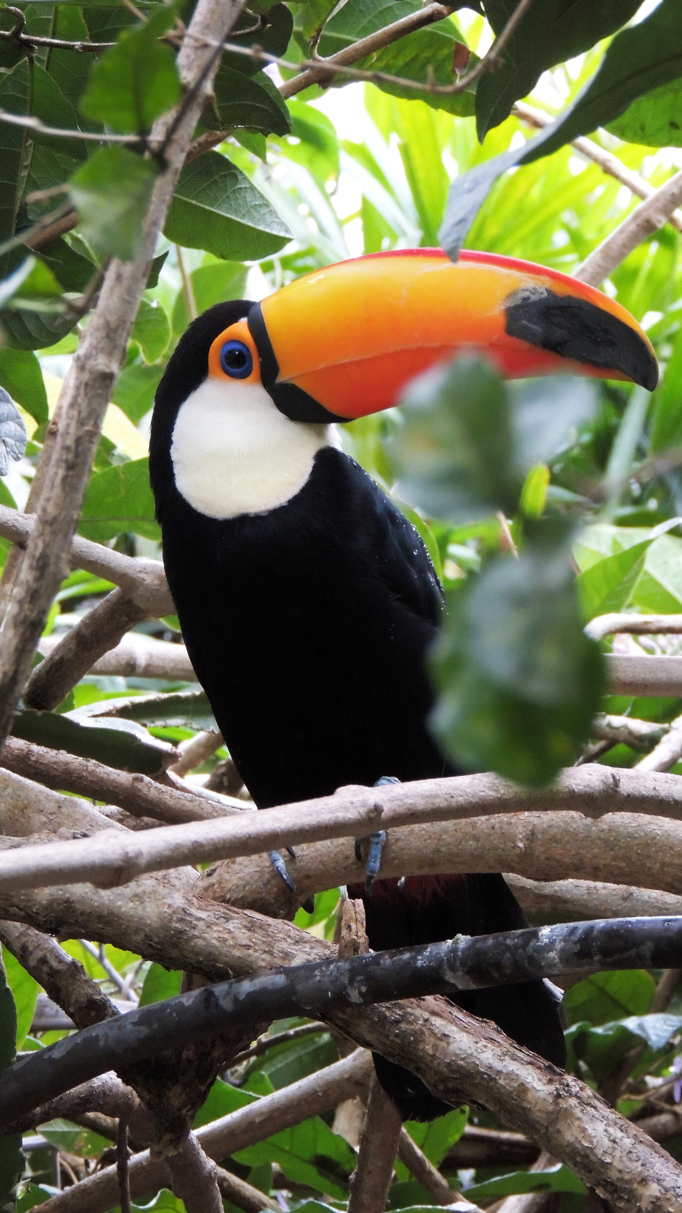 Bolivia, Santa Cruz: Bolivar (il nome del tucano)...