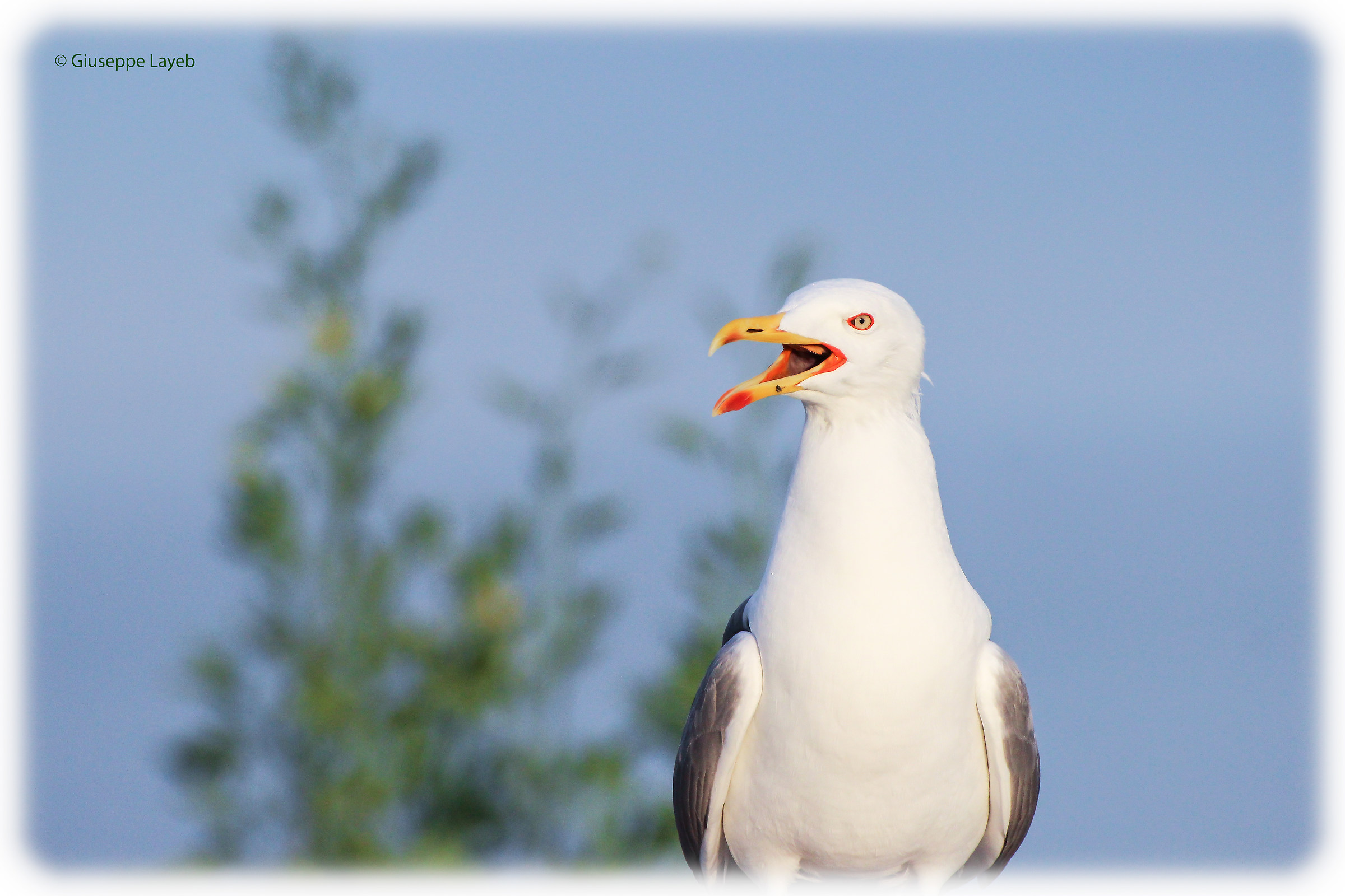 Seagull...