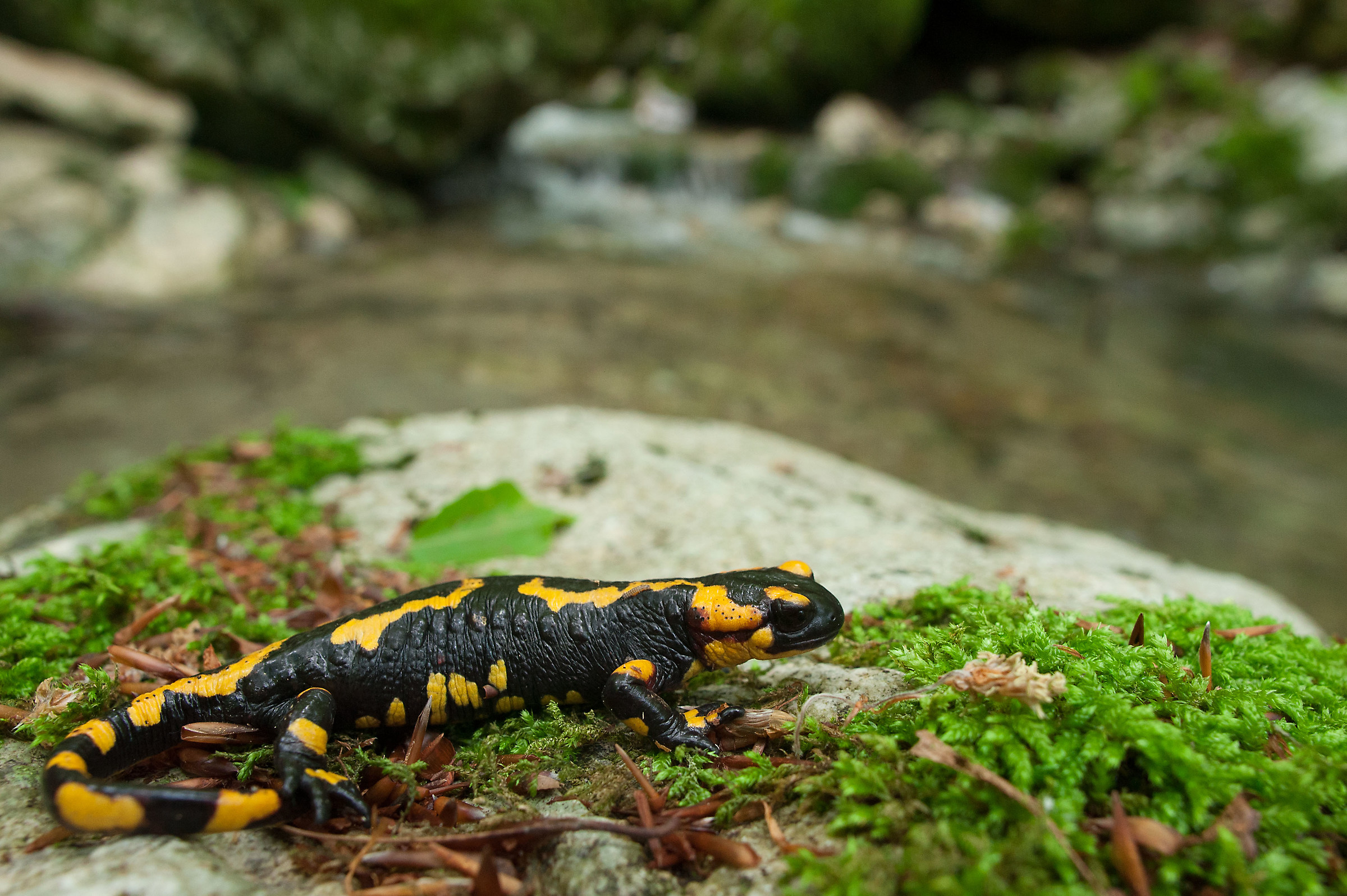 Salamander of Matese Mountains...